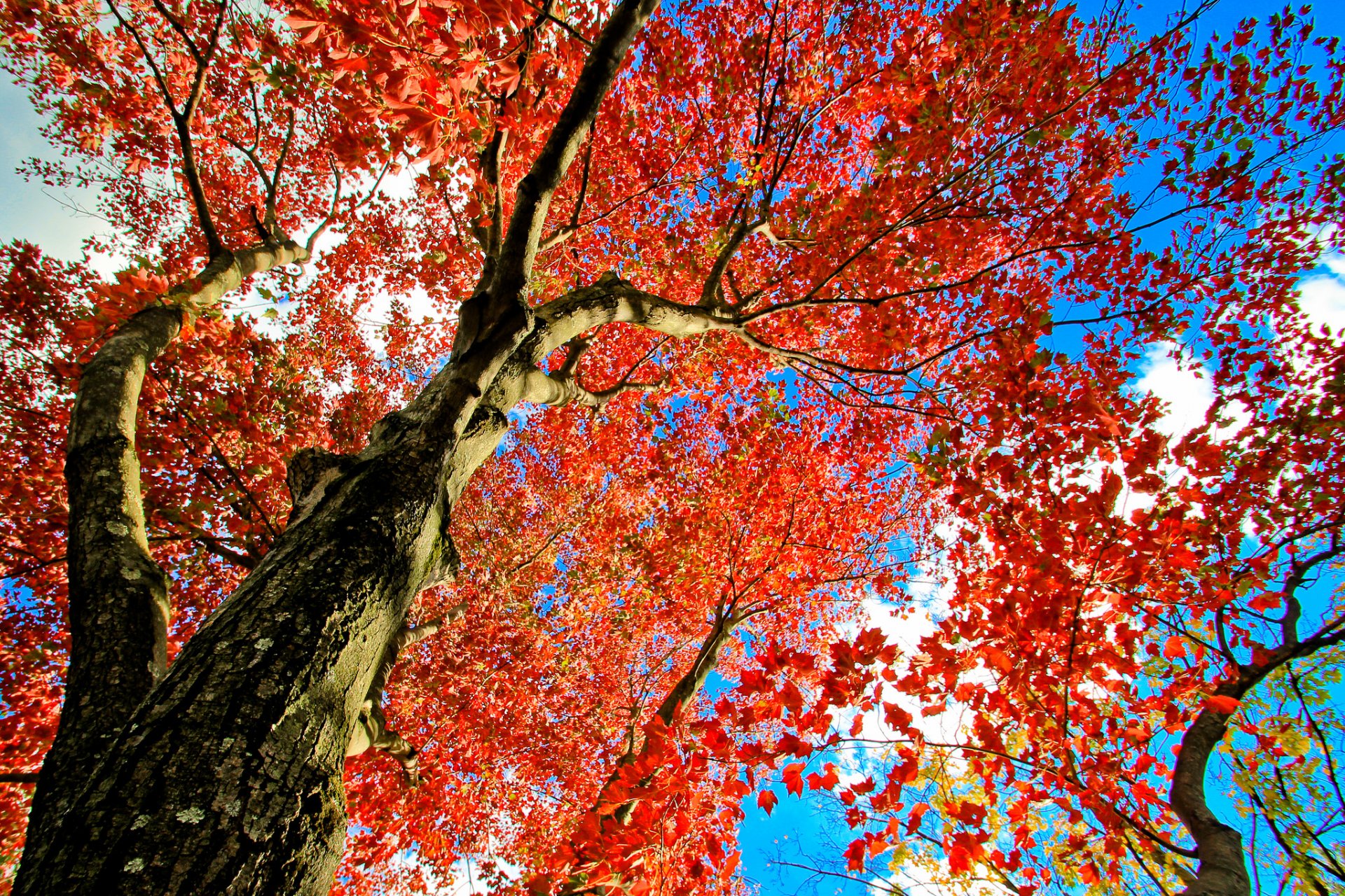 cielo albero tronco corona foglie autunno