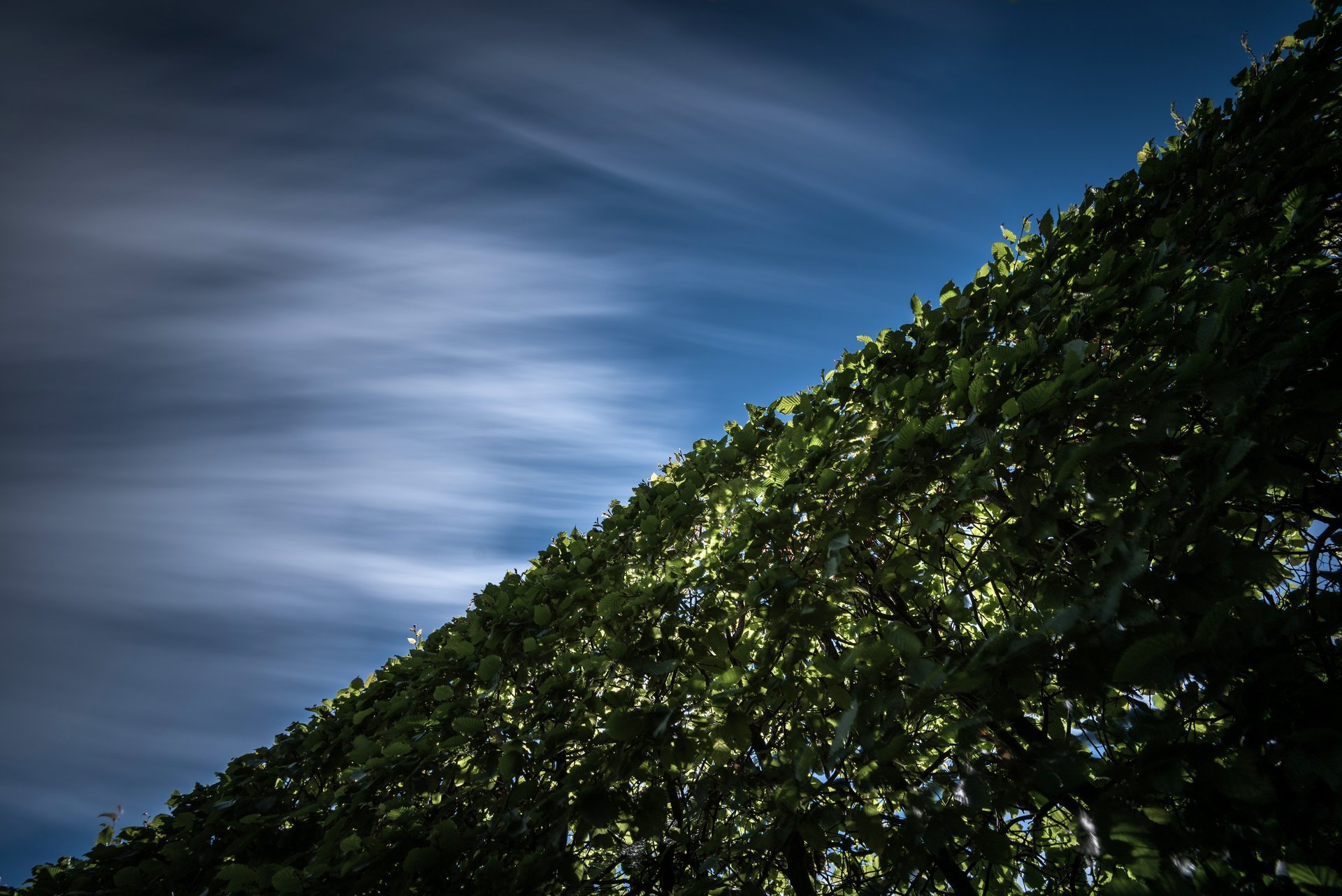 ciel haie branches feuilles