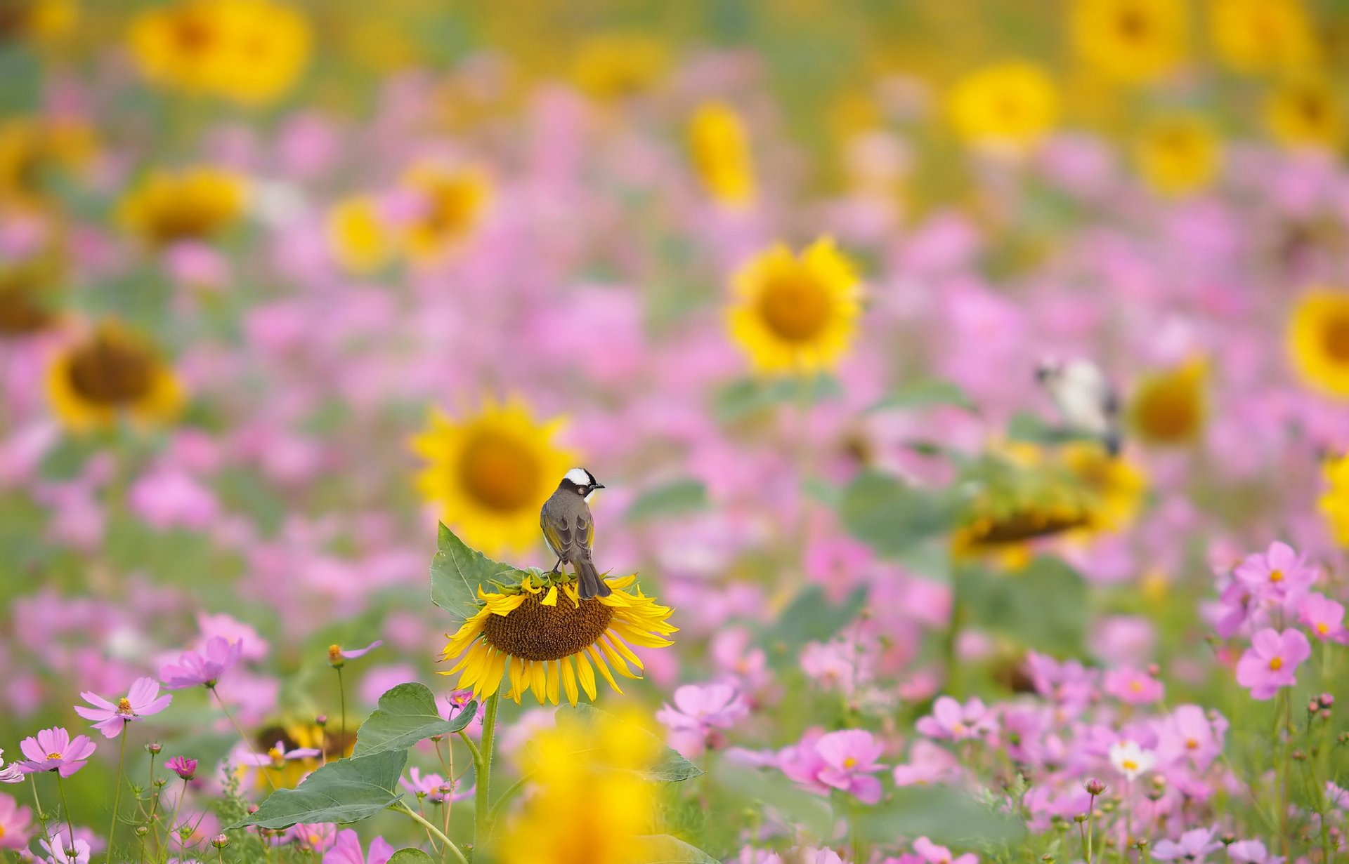 feld wiese blumen sonnenblume kosmea vogel