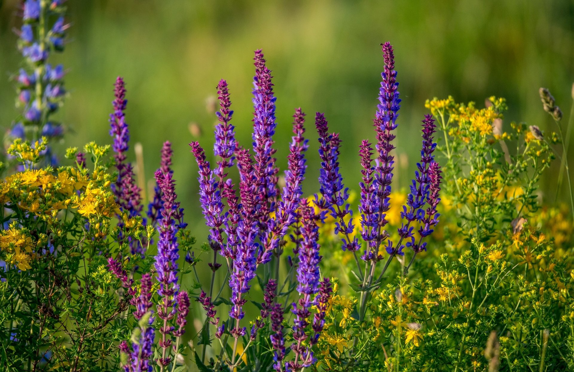 sauge prairie été