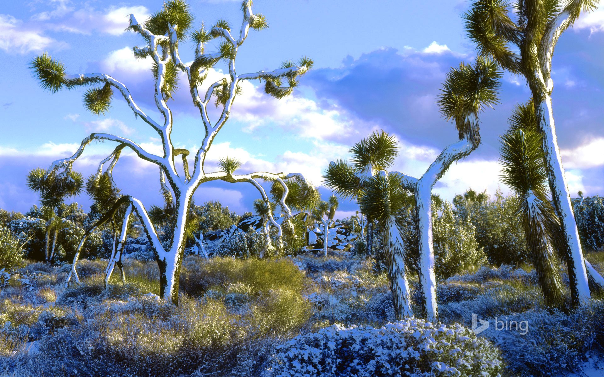 joshua tree national park california usa cielo nuvole neve alberi paesaggio