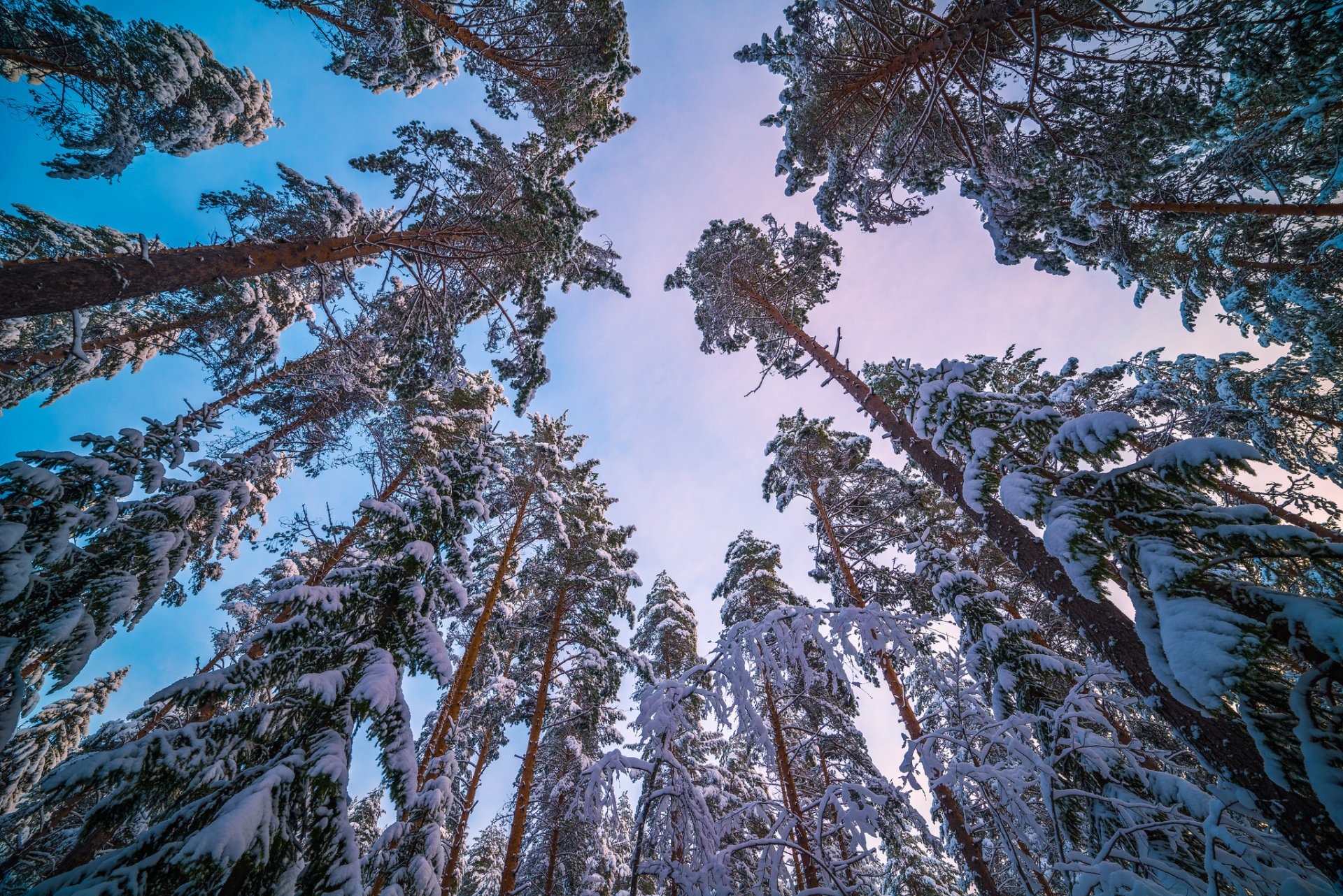 arbres pin ciel hiver neige tronc