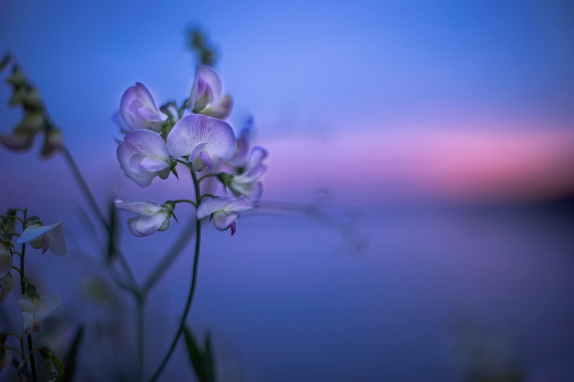 coucher de soleil sauvage fleur bokeh