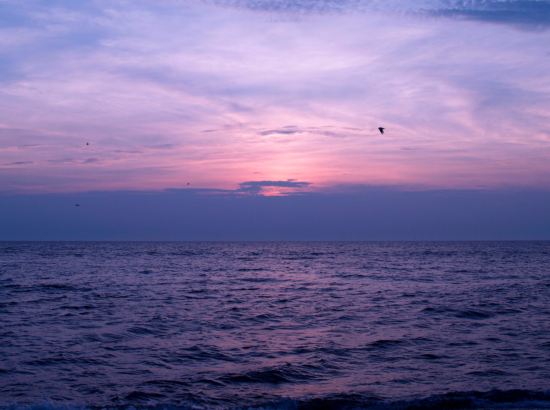 ky clouds sunset sea bird