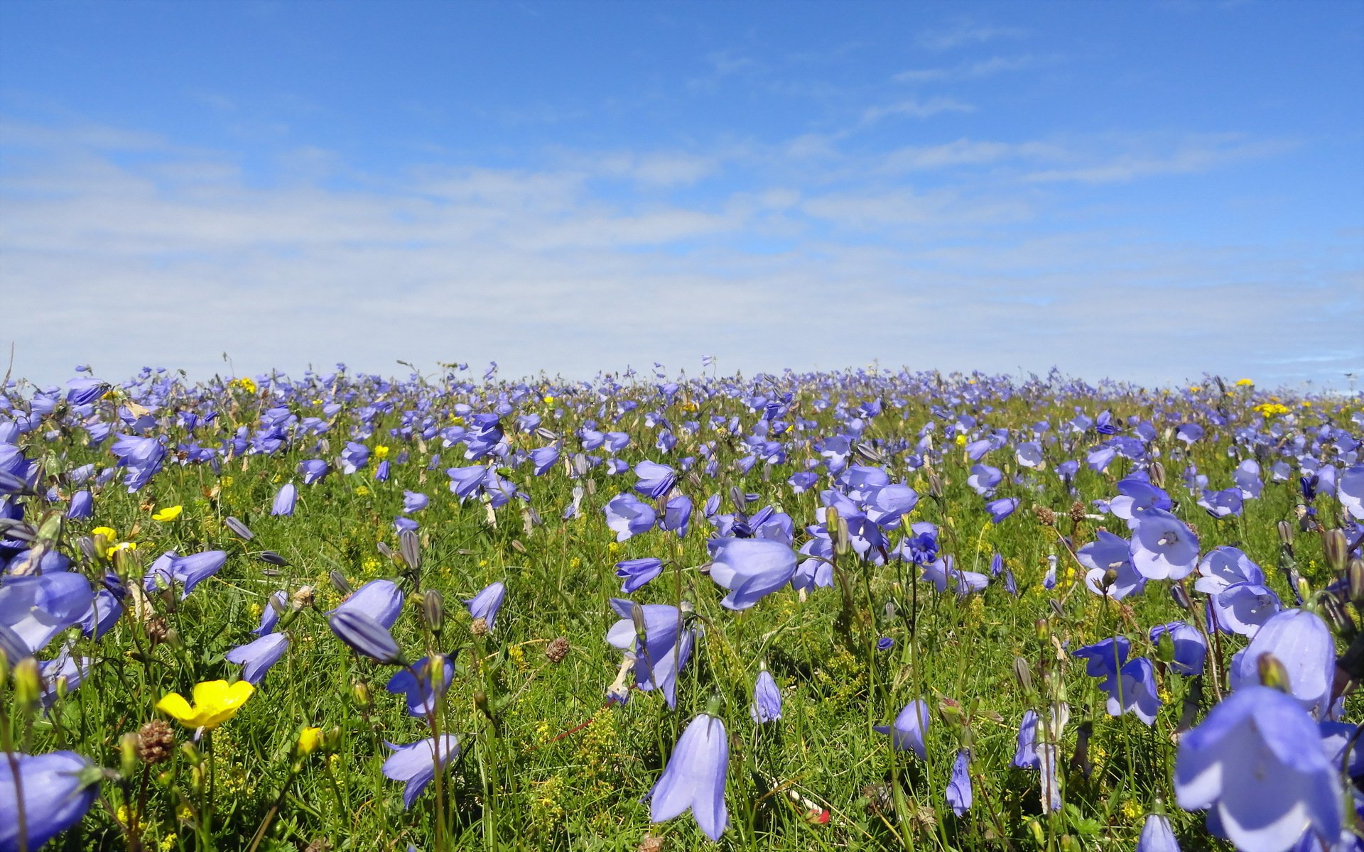 fleurs été nature