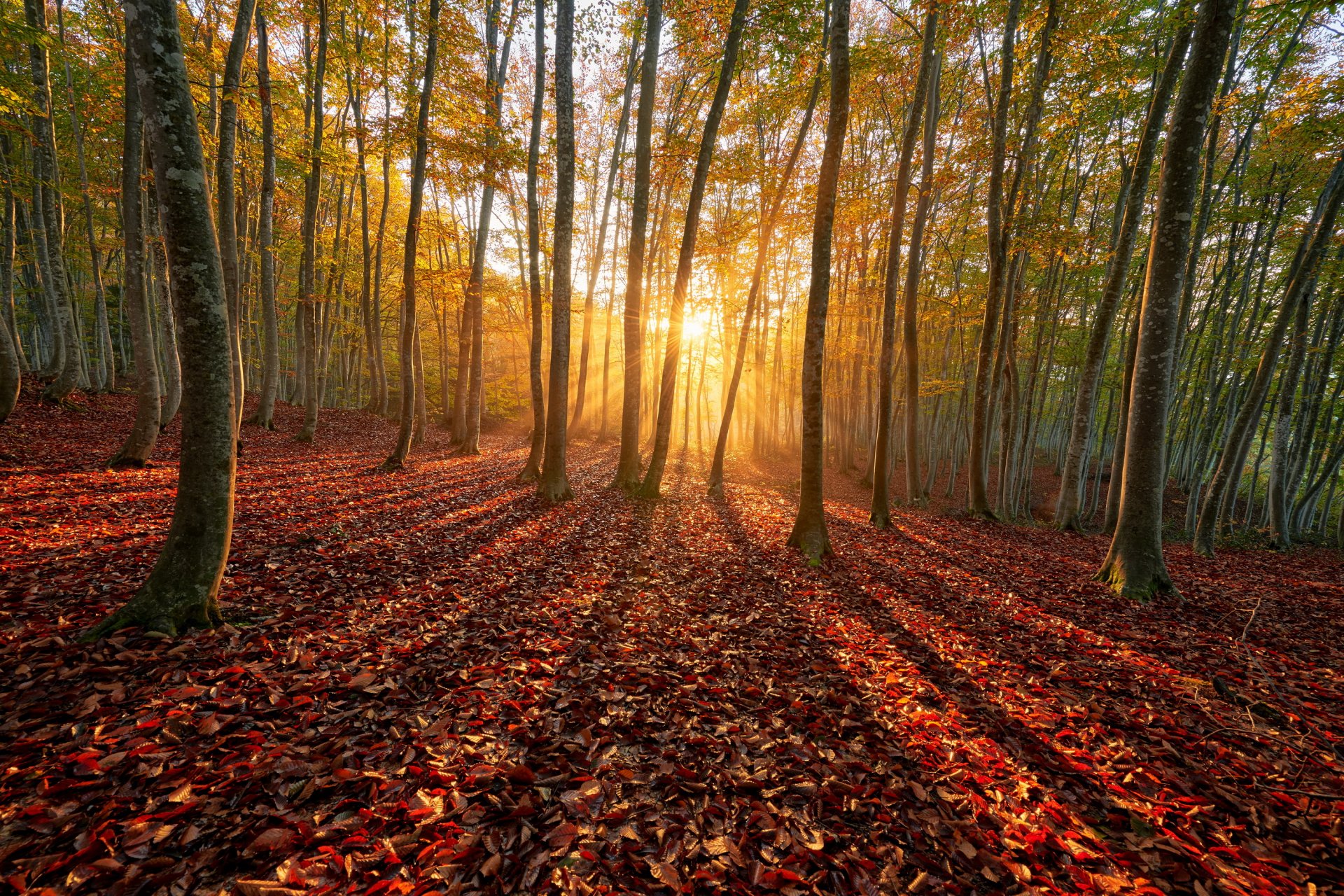 otoño bosque sol rayos