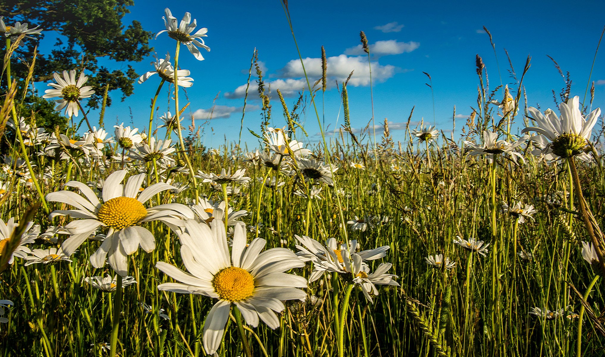 meadow flower chamomile summer