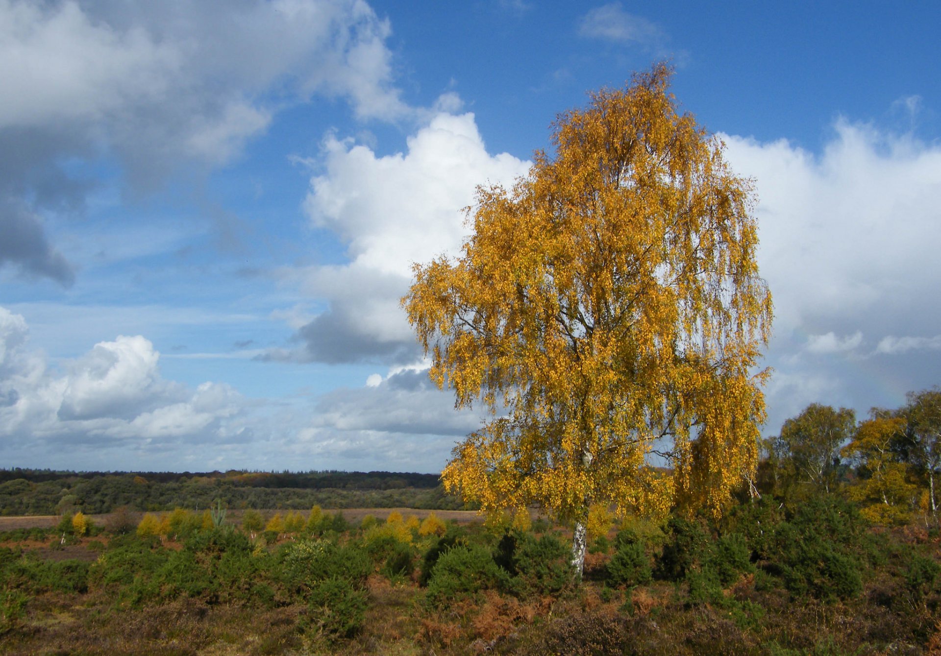 ky clouds tree birch autumn the field