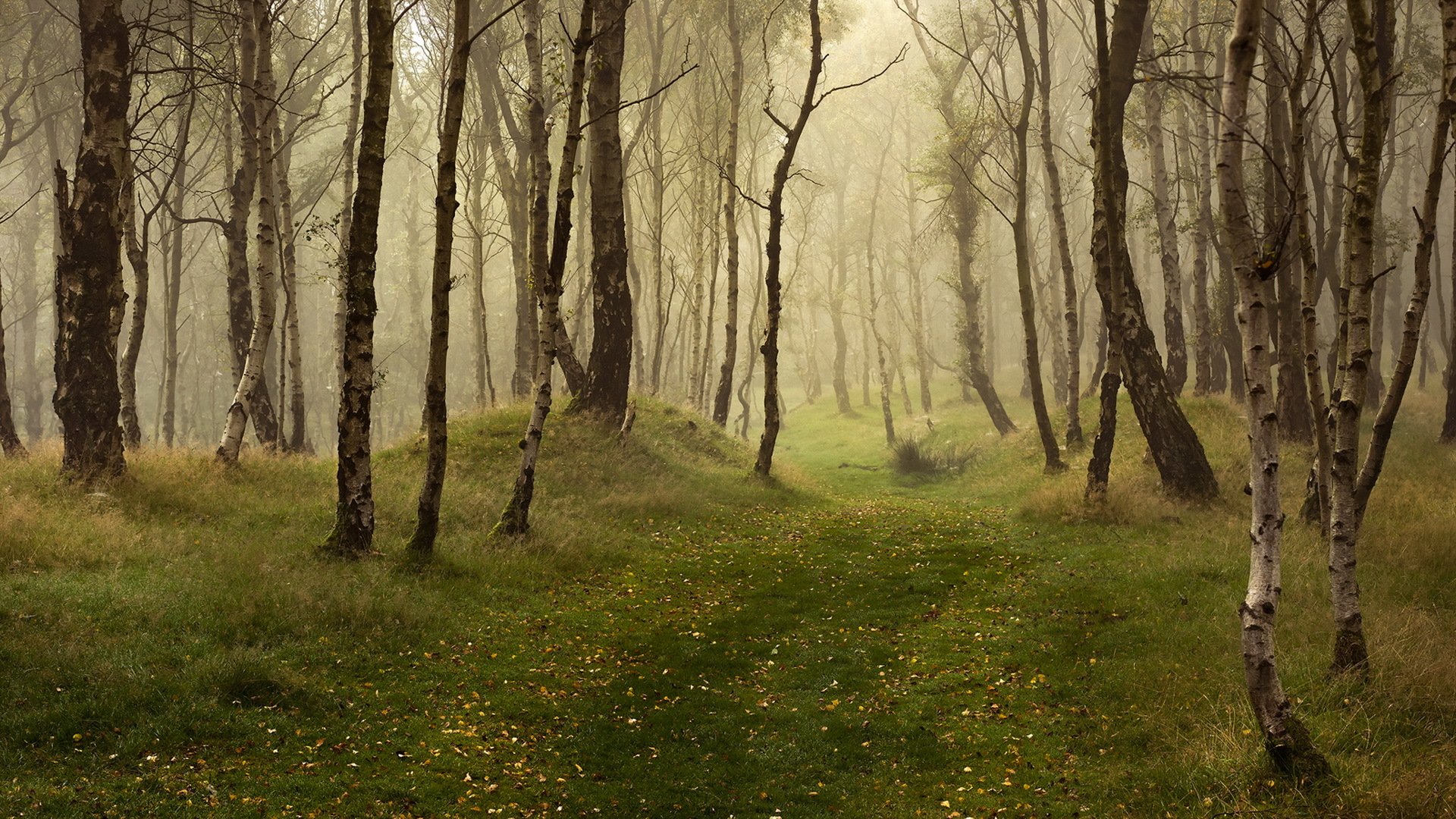 forest nature autumn