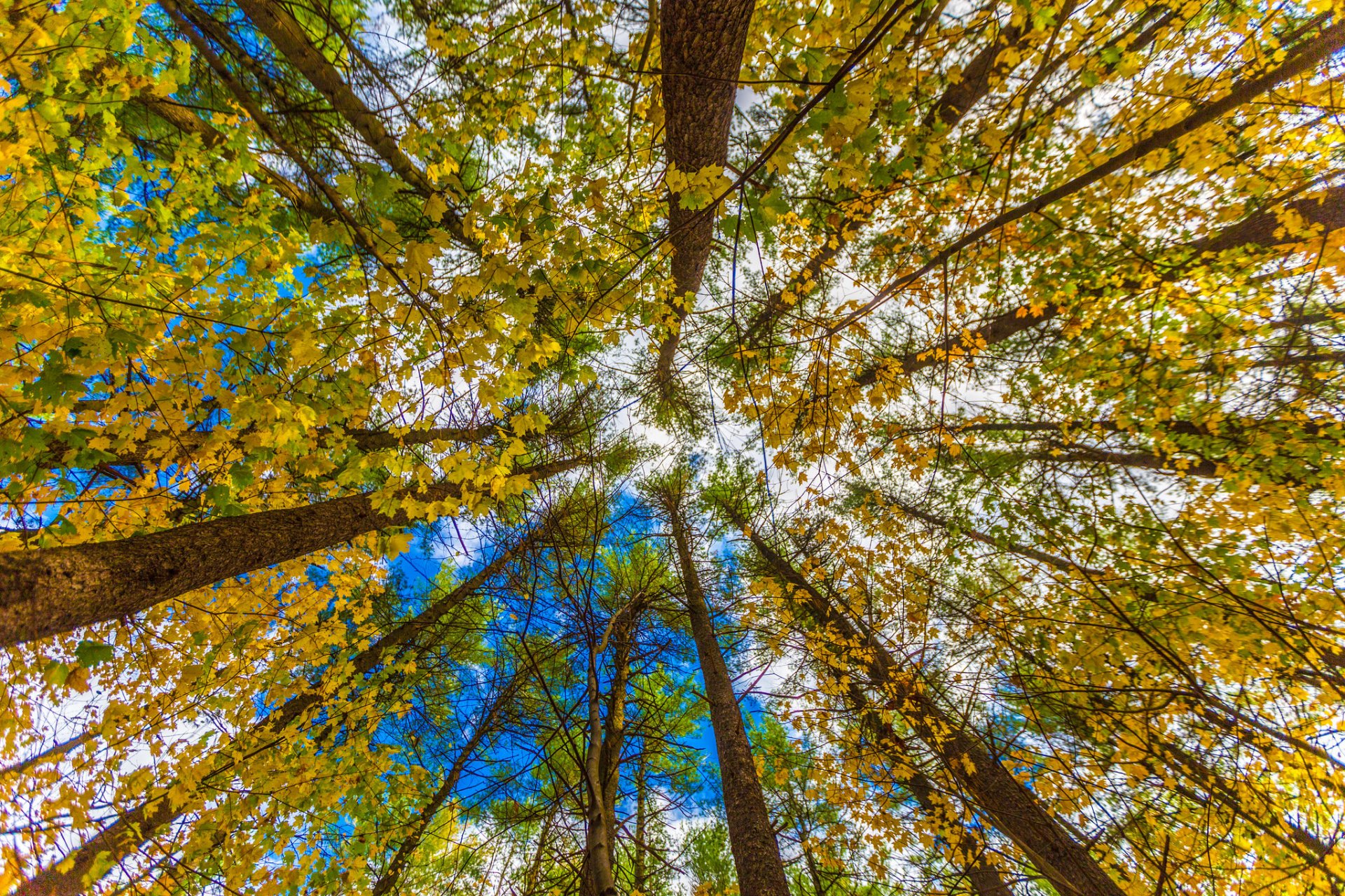 cielo alberi tronco corona foglie autunno