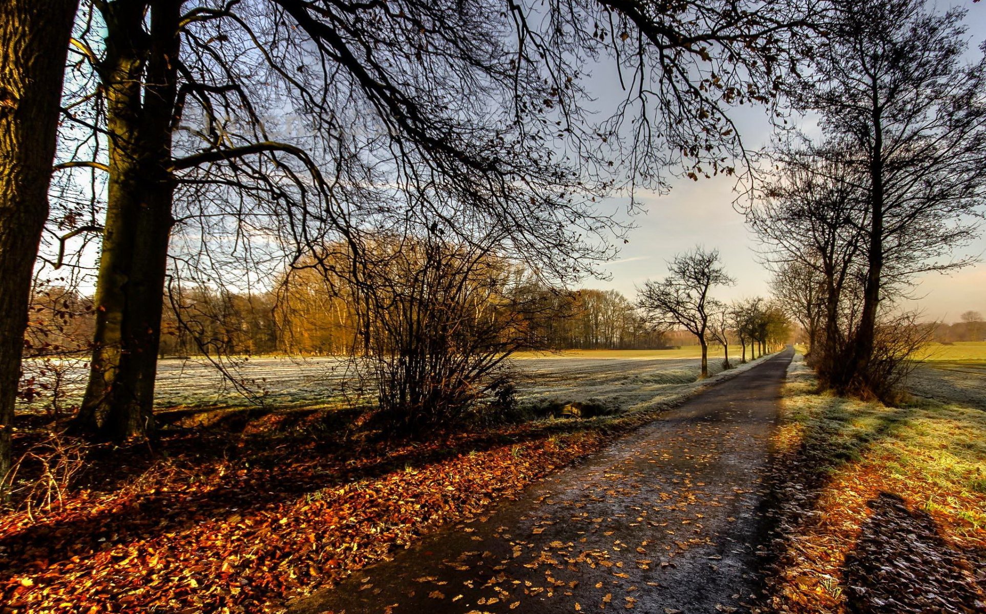 route arbres automne nature