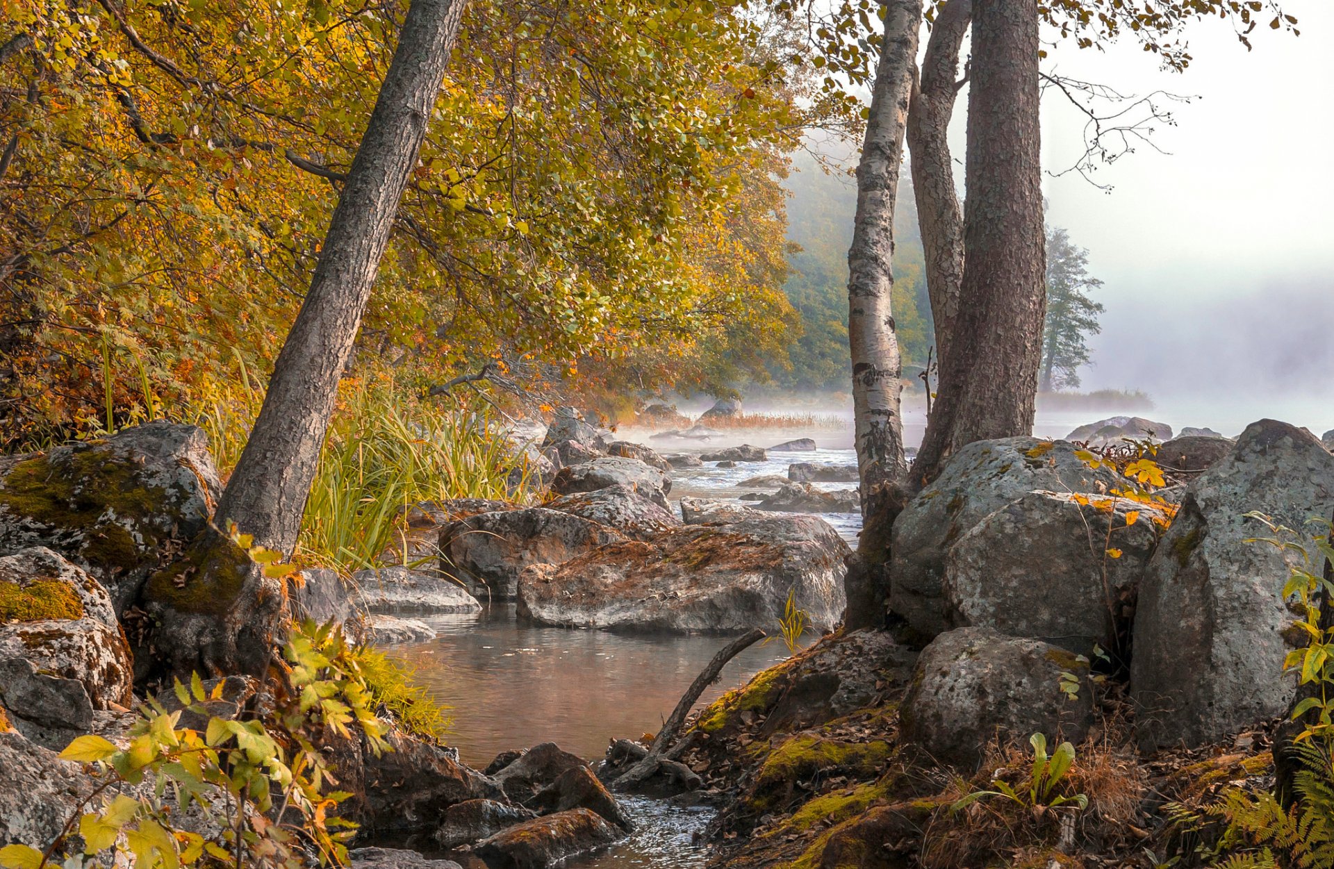 forest river autumn fog stones water tree