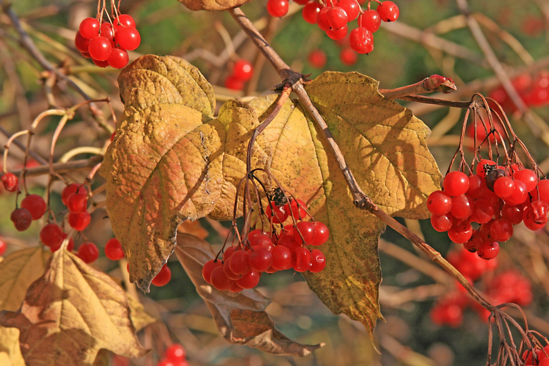 viburnum bayas hojas otoño