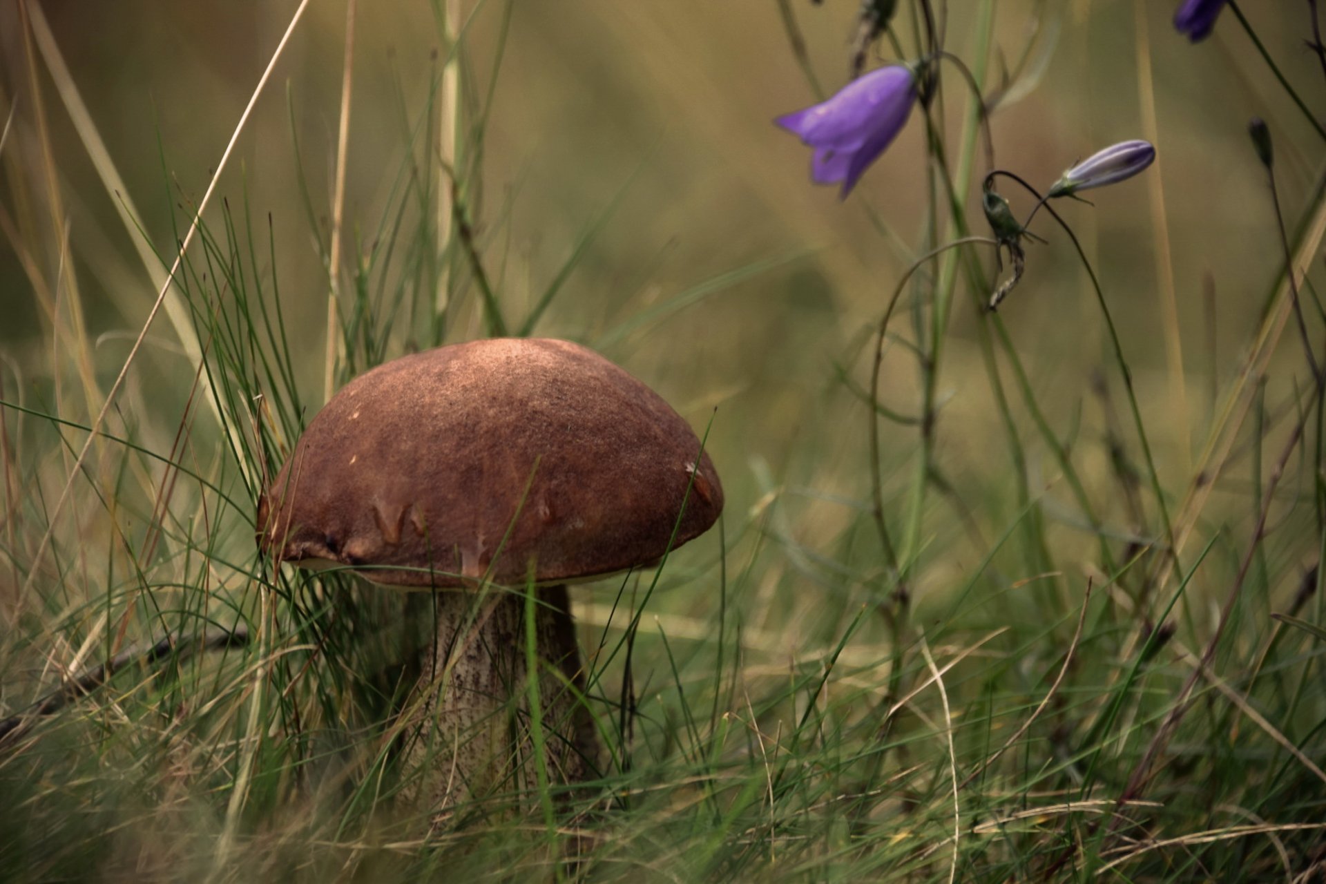 grzyb natura jesień