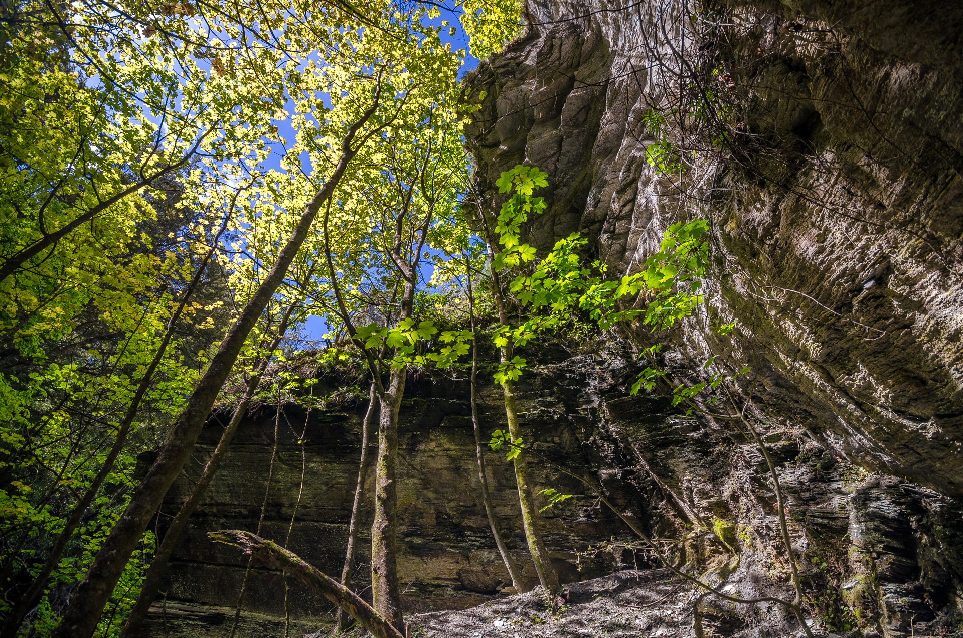 arrowtown new zealand forest tree rock