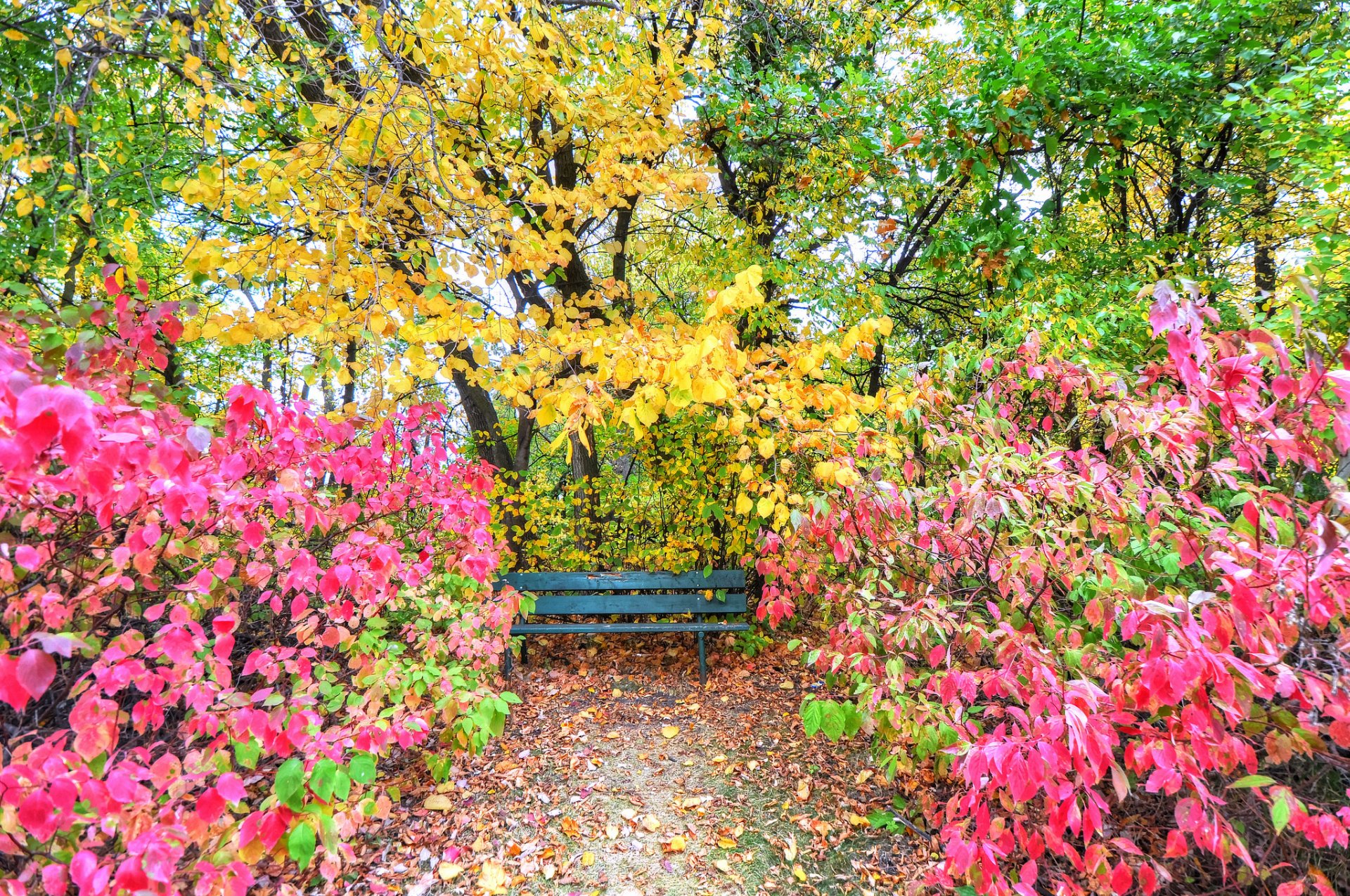 parco giardino alberi cespugli foglie autunno