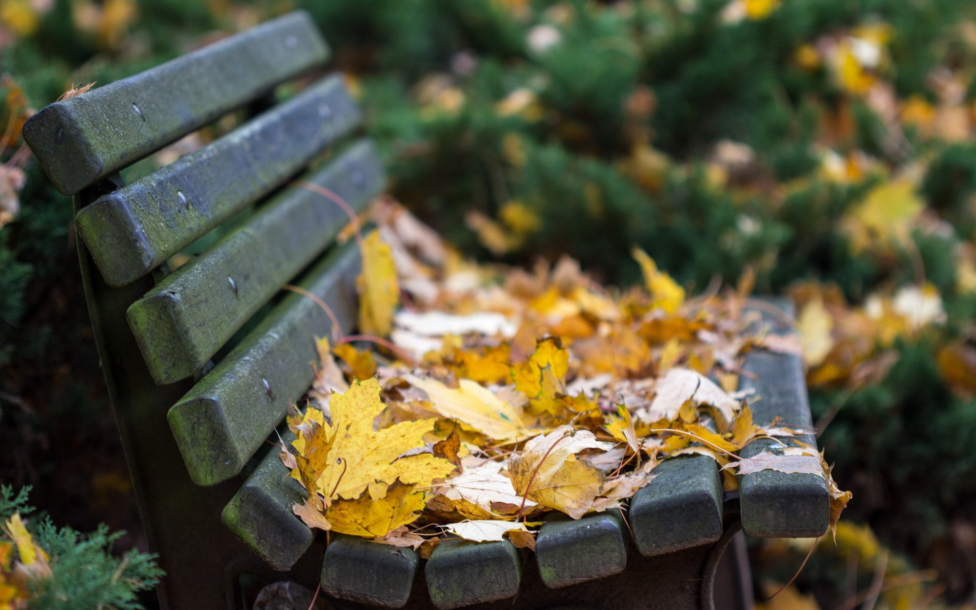 im herbst bank blätter natur