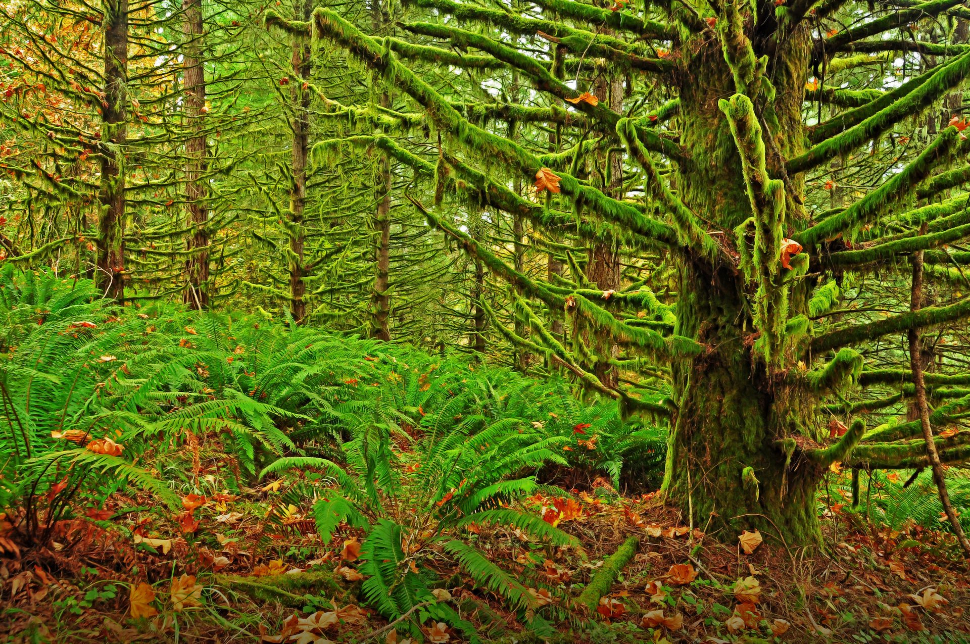 oregon mousse forêt fourré arbres fourrés