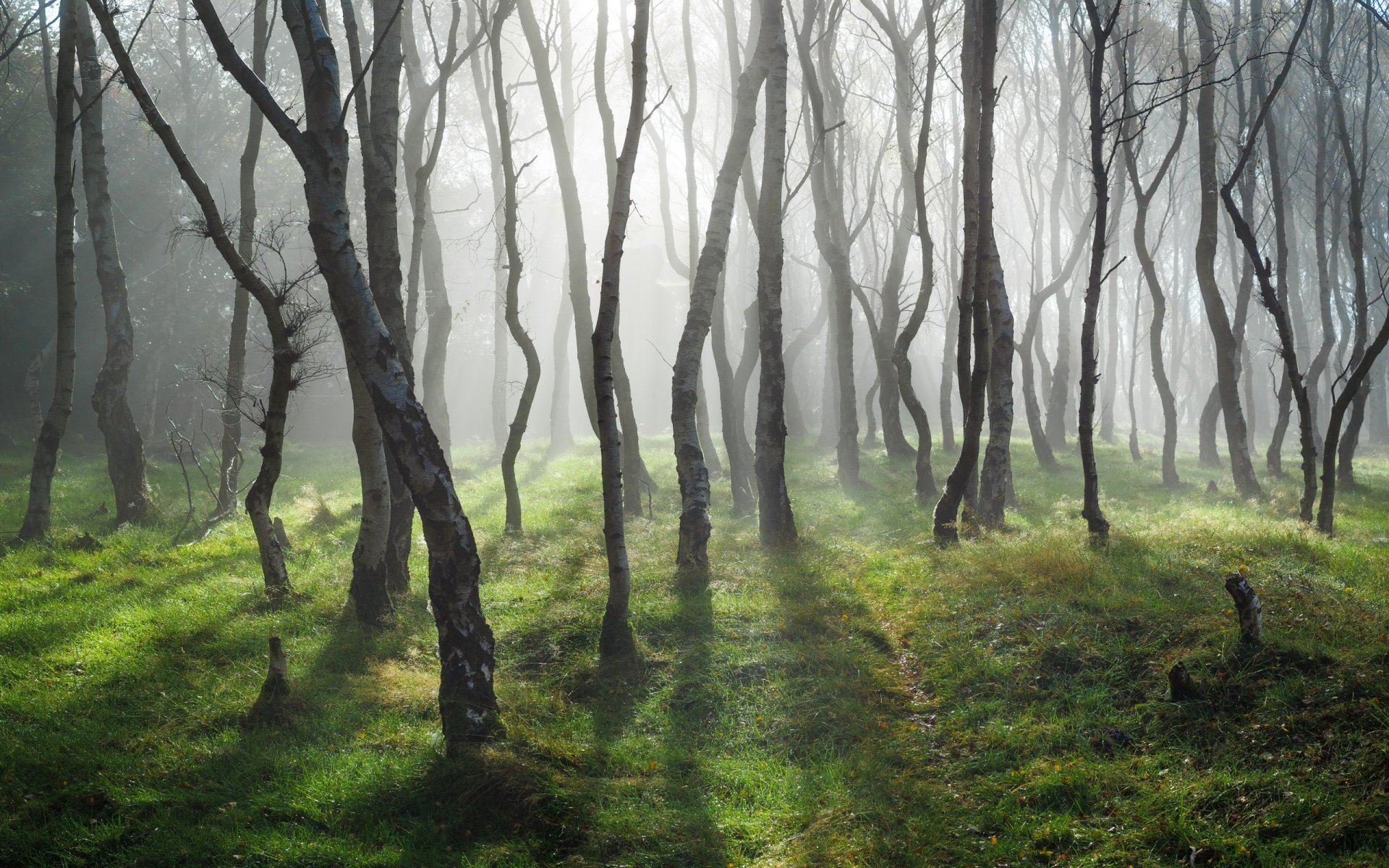 alberi luce natura