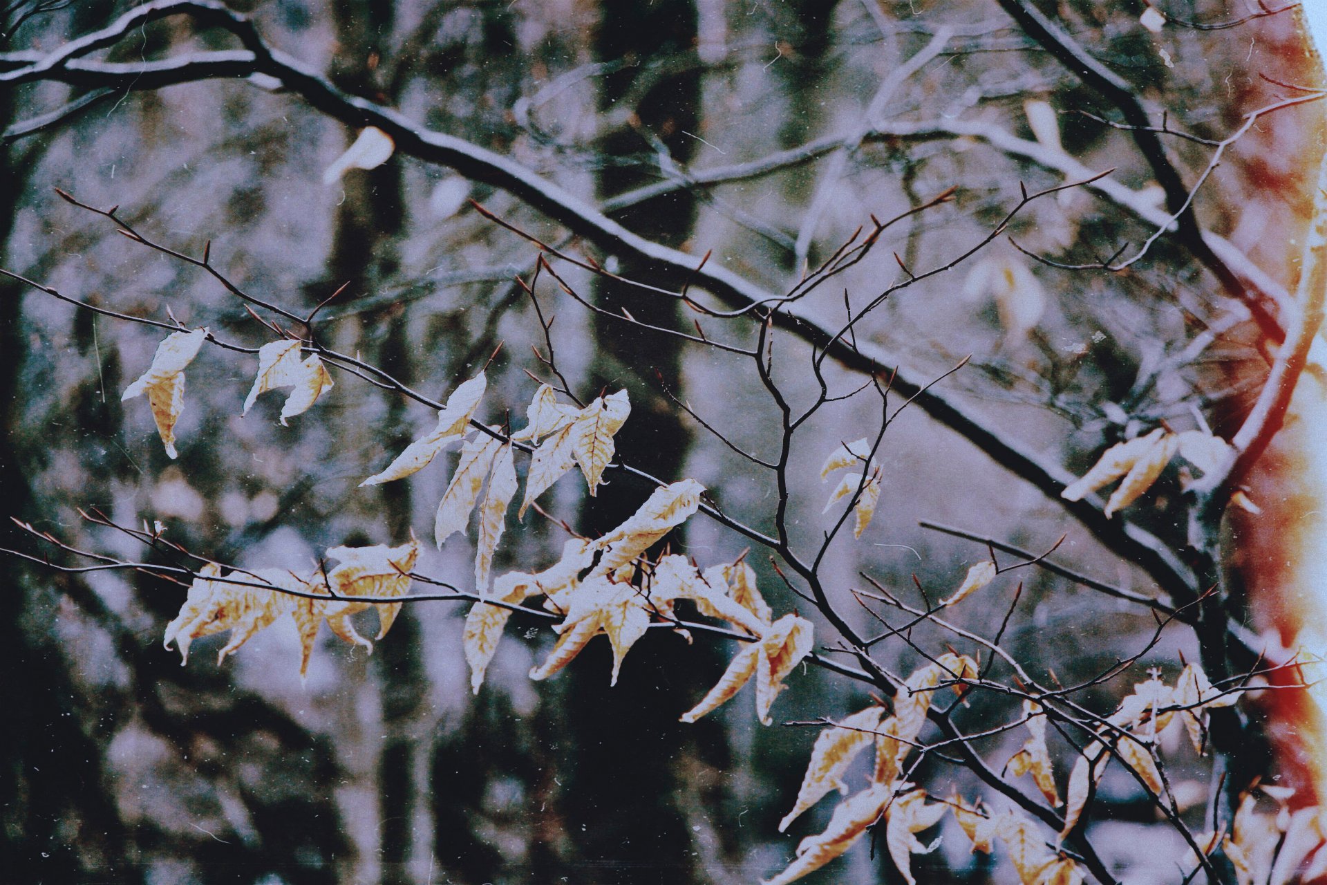 autumn rain leaves autumn filter