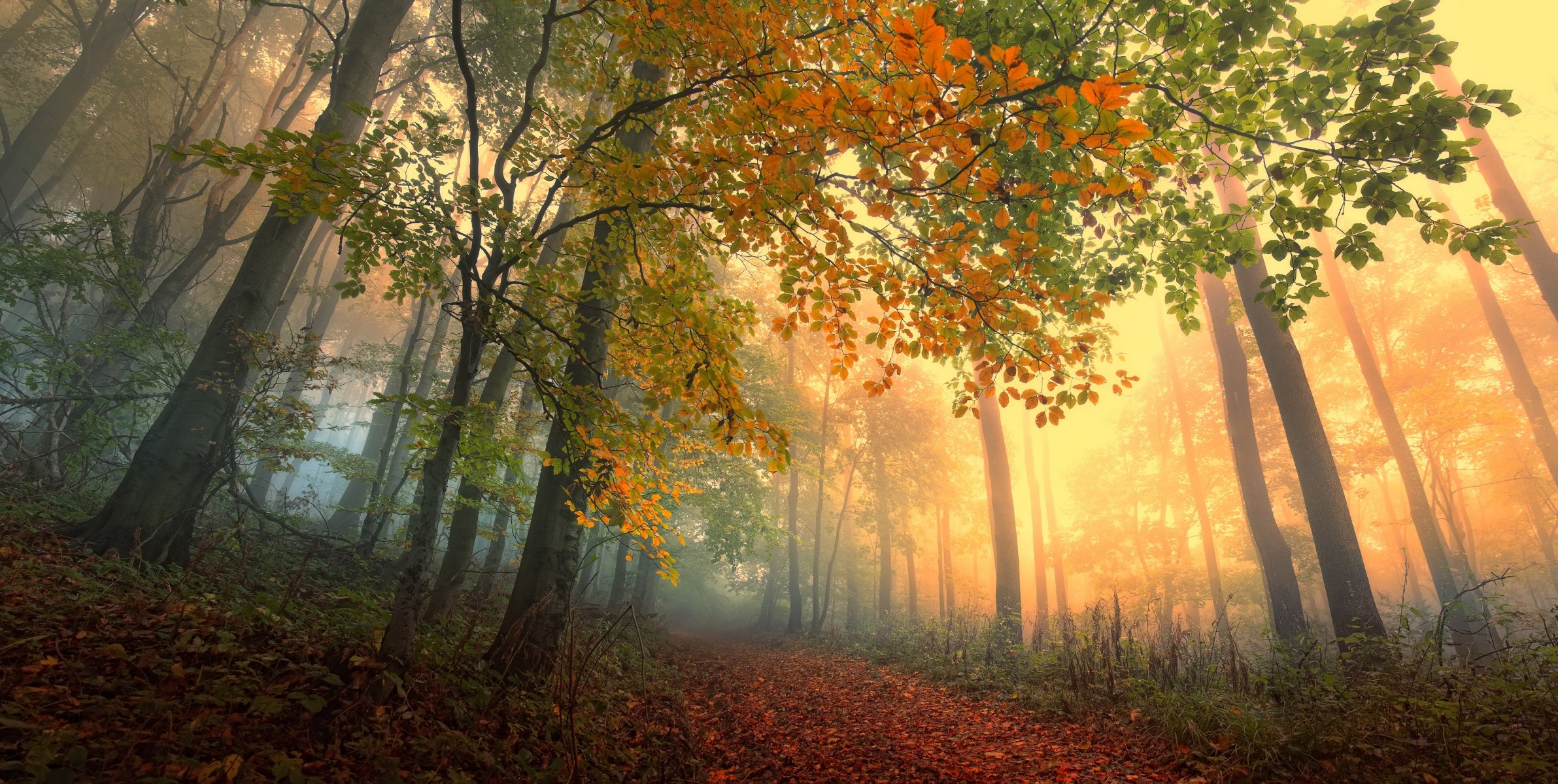 autumn trees forest leaves path fog