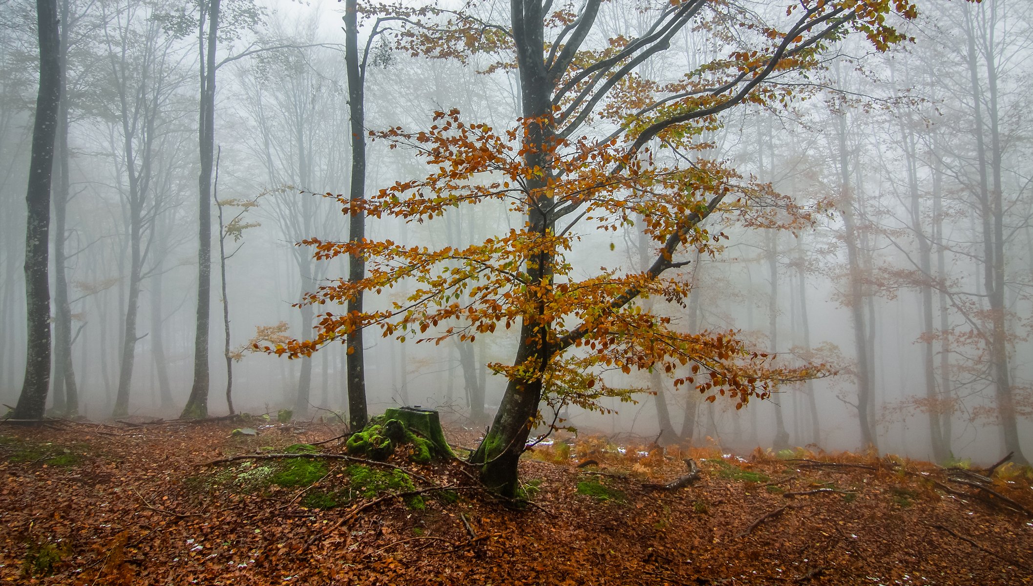 bosque árboles otoño niebla