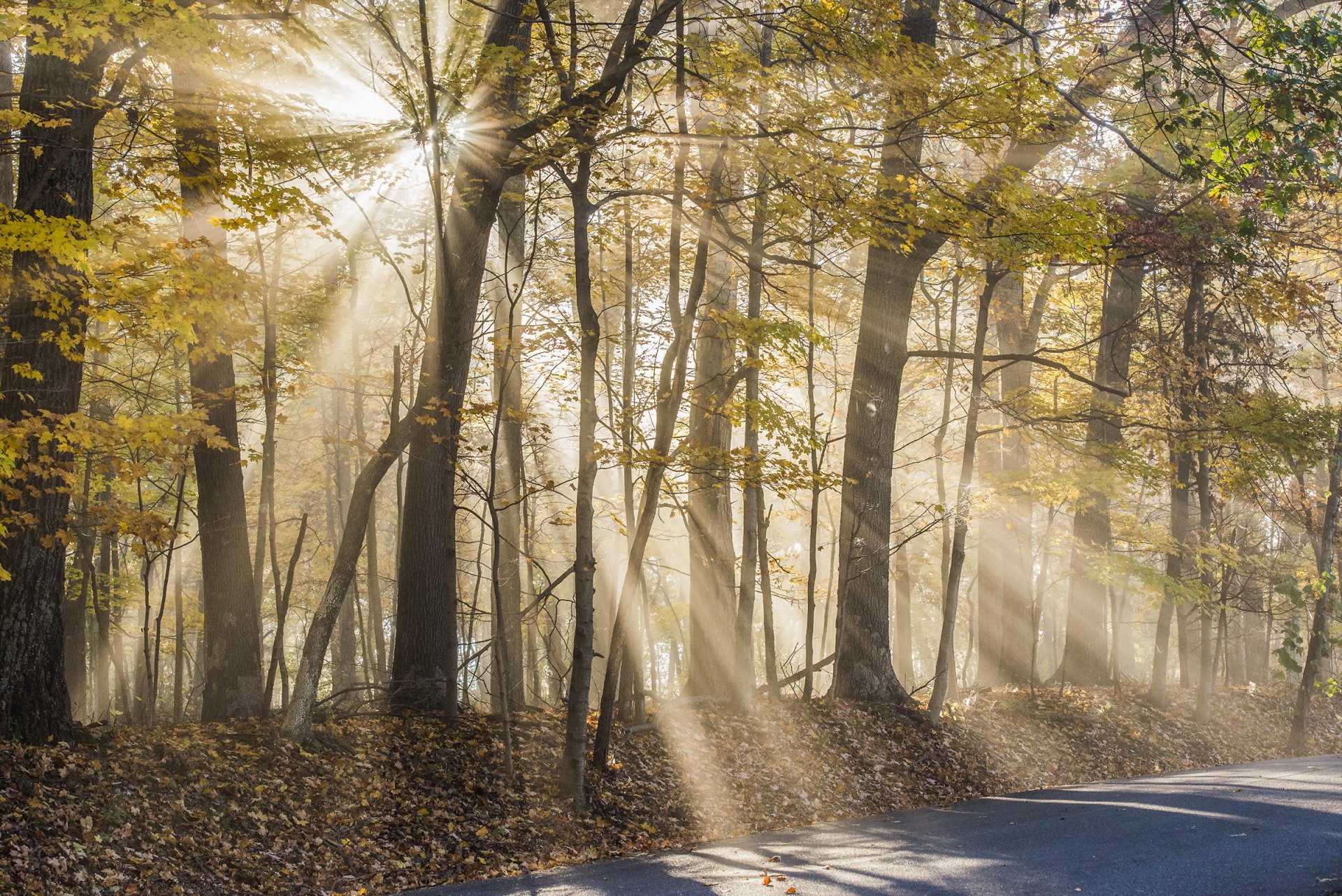 route arbres nature automne