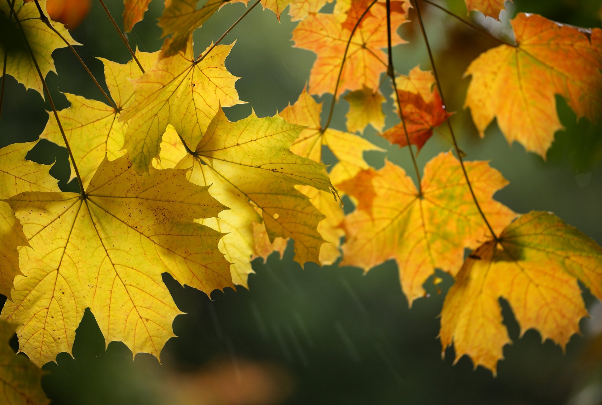 automne feuilles gros plan