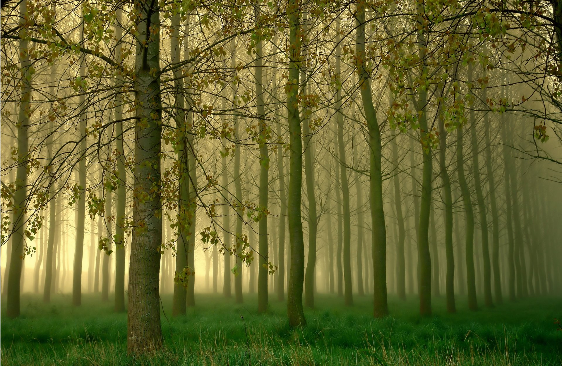 forêt arbres brouillard bosquet