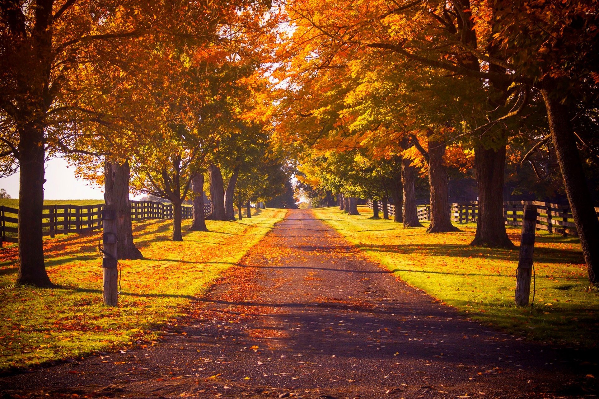 natur wald park bäume blätter bunt straße herbst herbst farben zu fuß