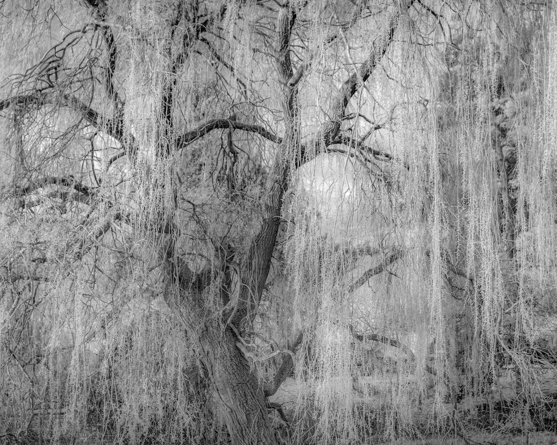 baum bw zweige zweige