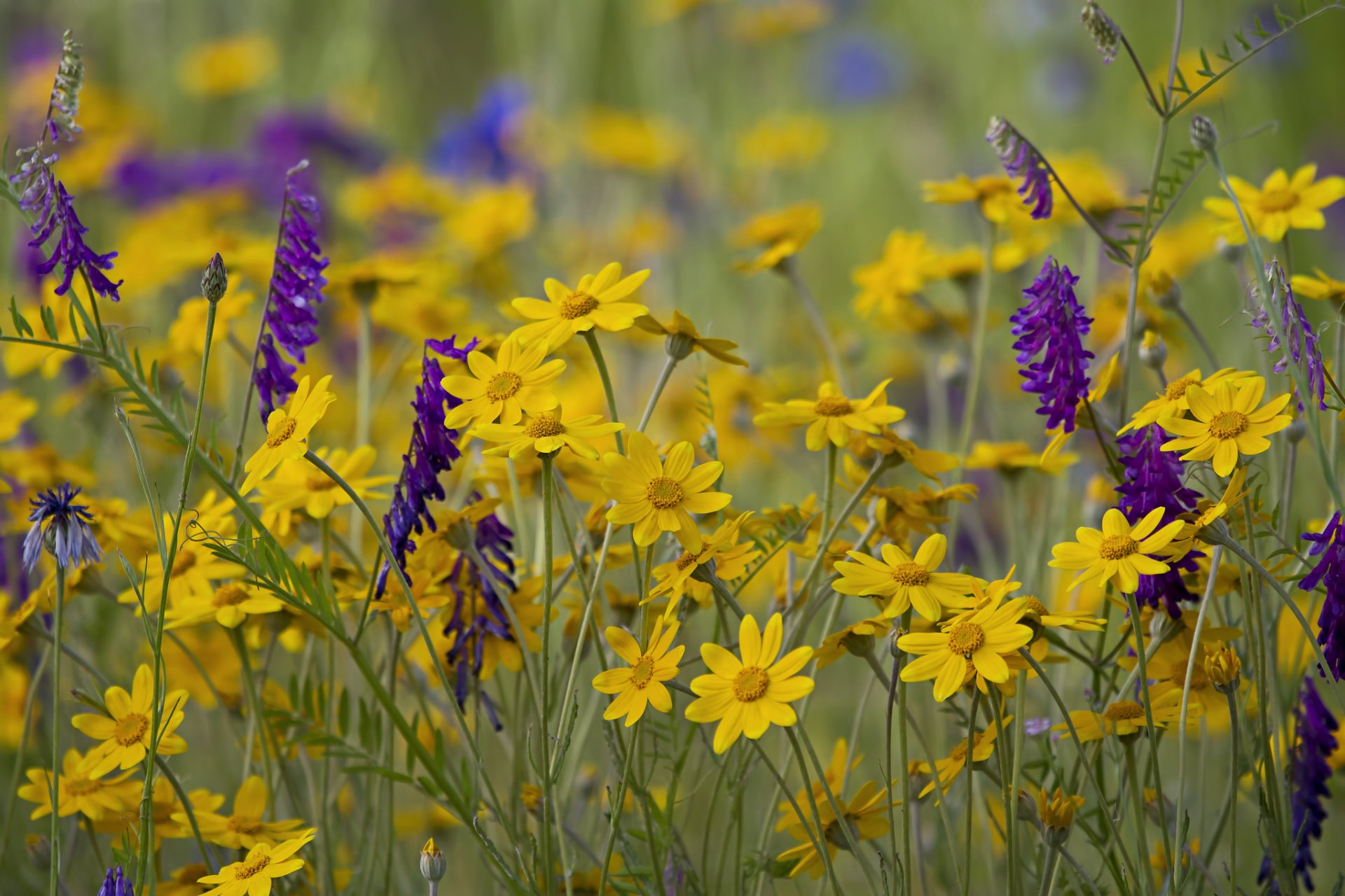 campo prado flores hierba pétalos