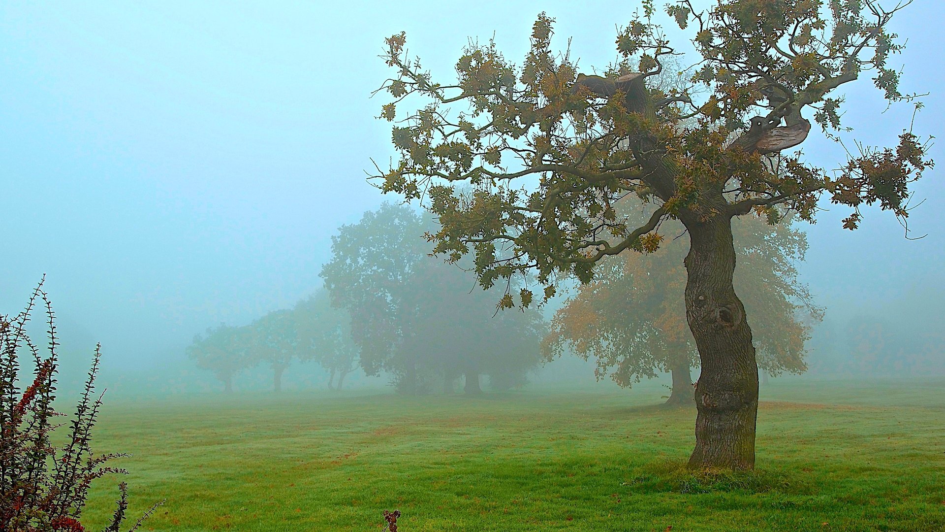 champ herbe arbre brouillard automne