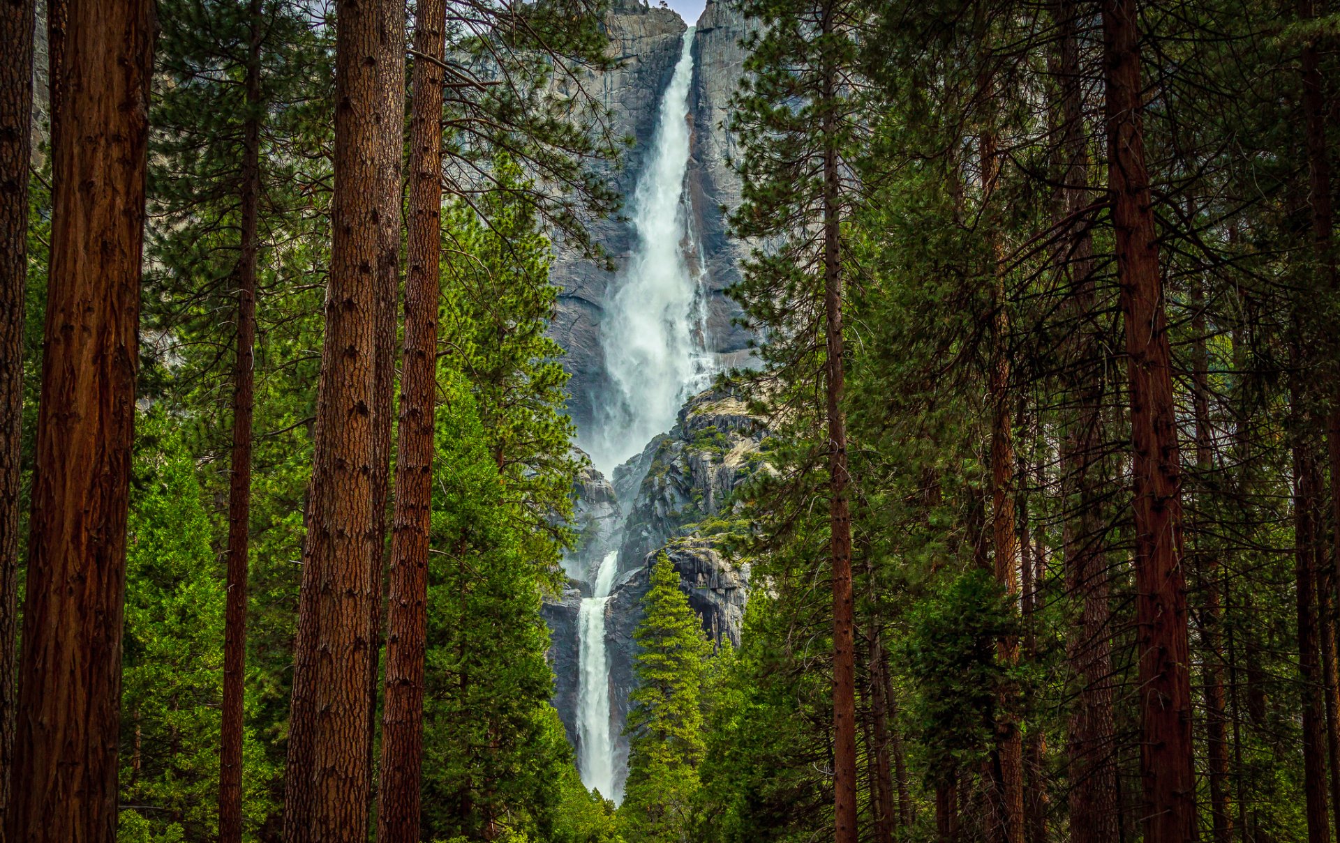 montagne foresta roccia cascata alberi