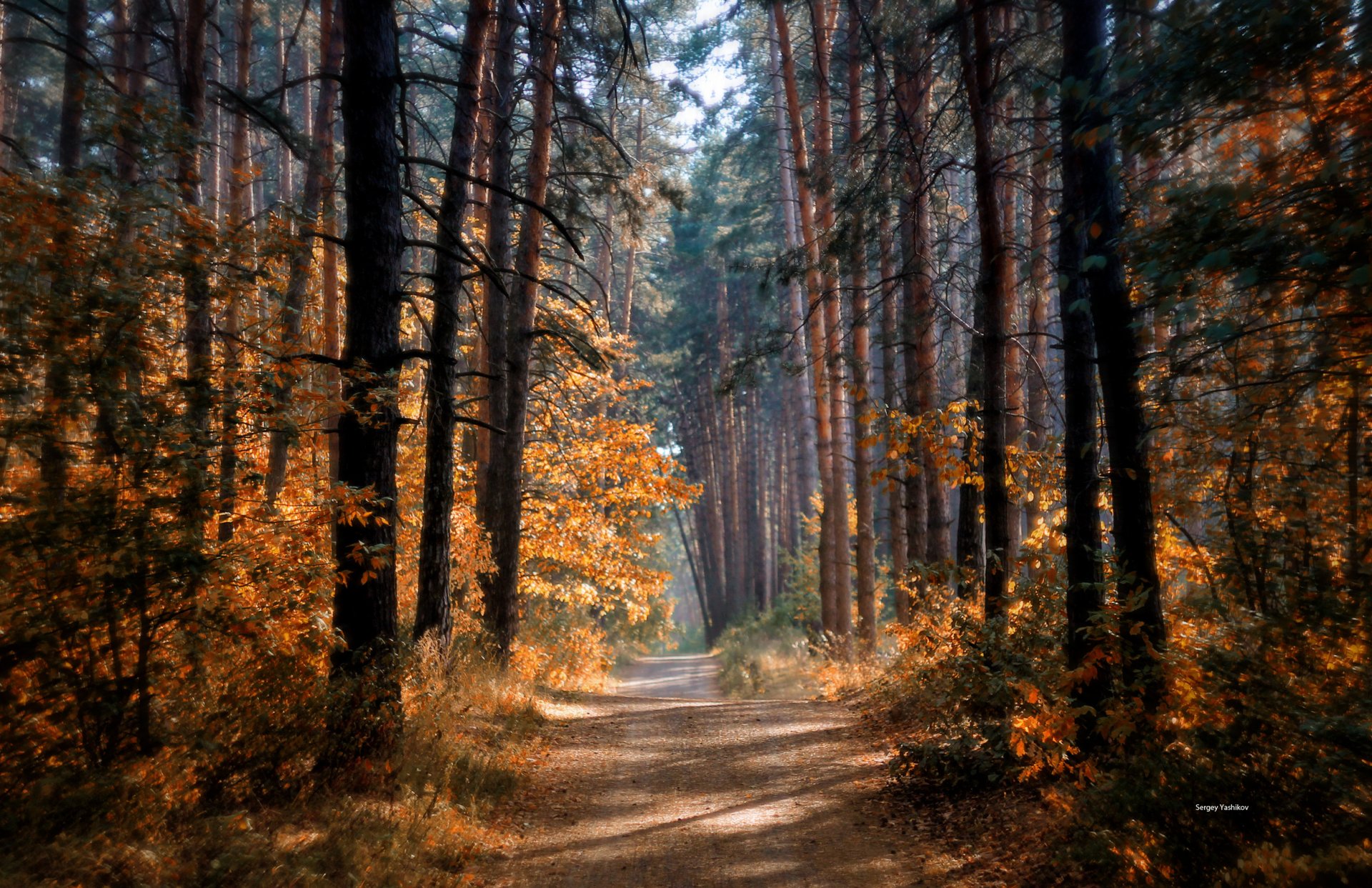 autunno foresta strada alberi sole