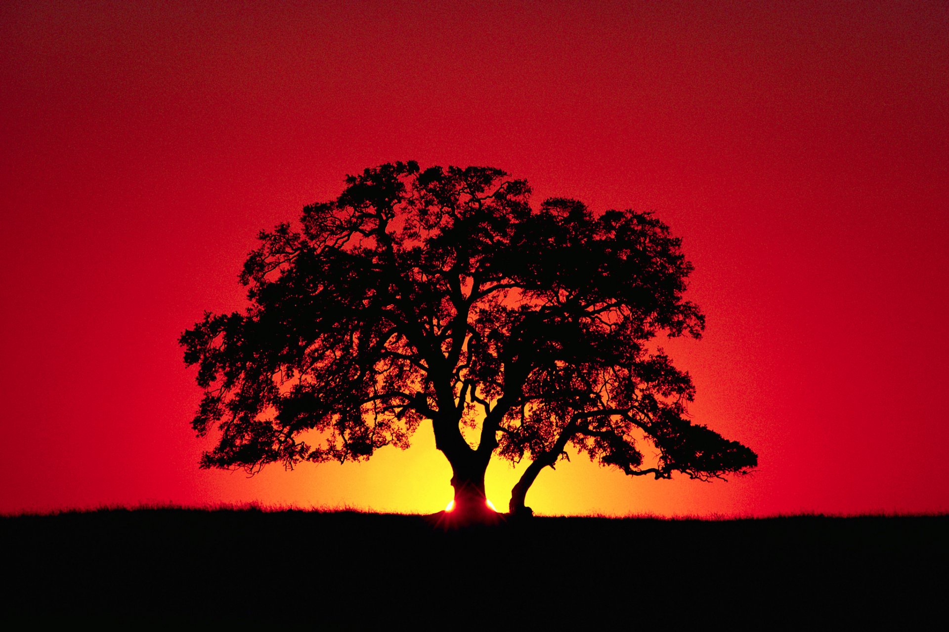 cielo horizonte puesta de sol rayos árbol silueta