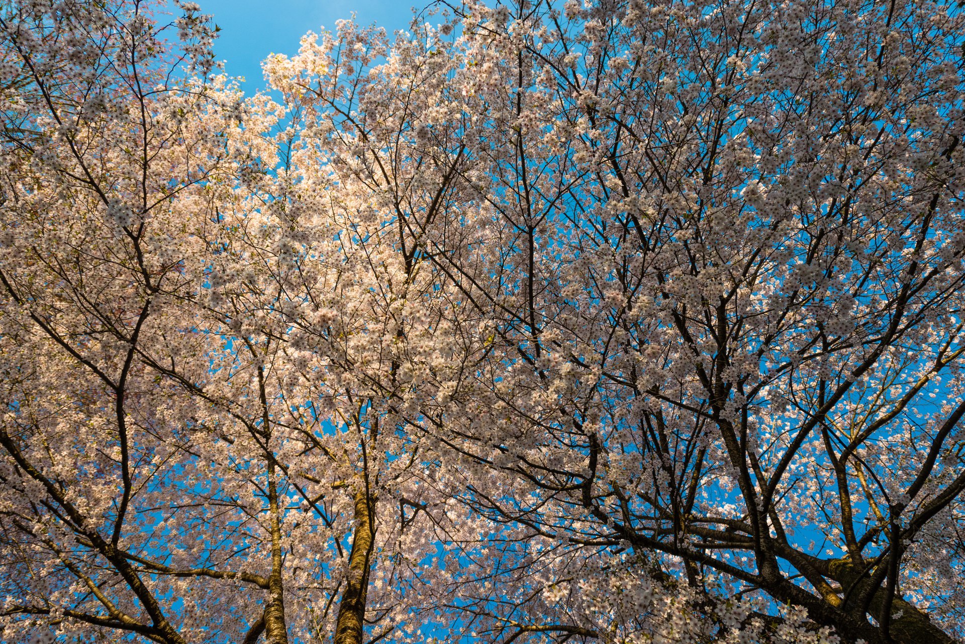 albero fiori primavera cielo