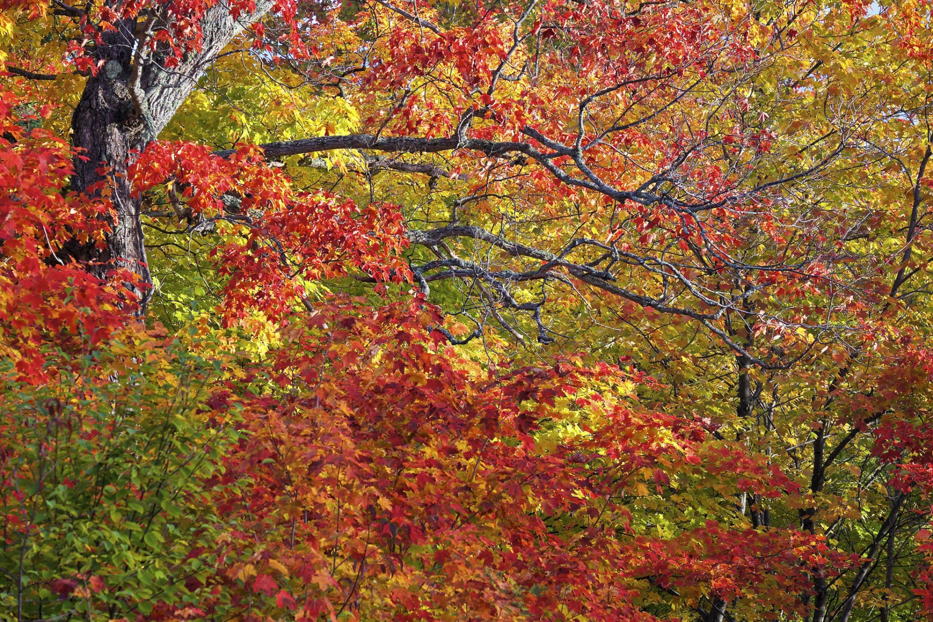 otoño árboles ramas hojas