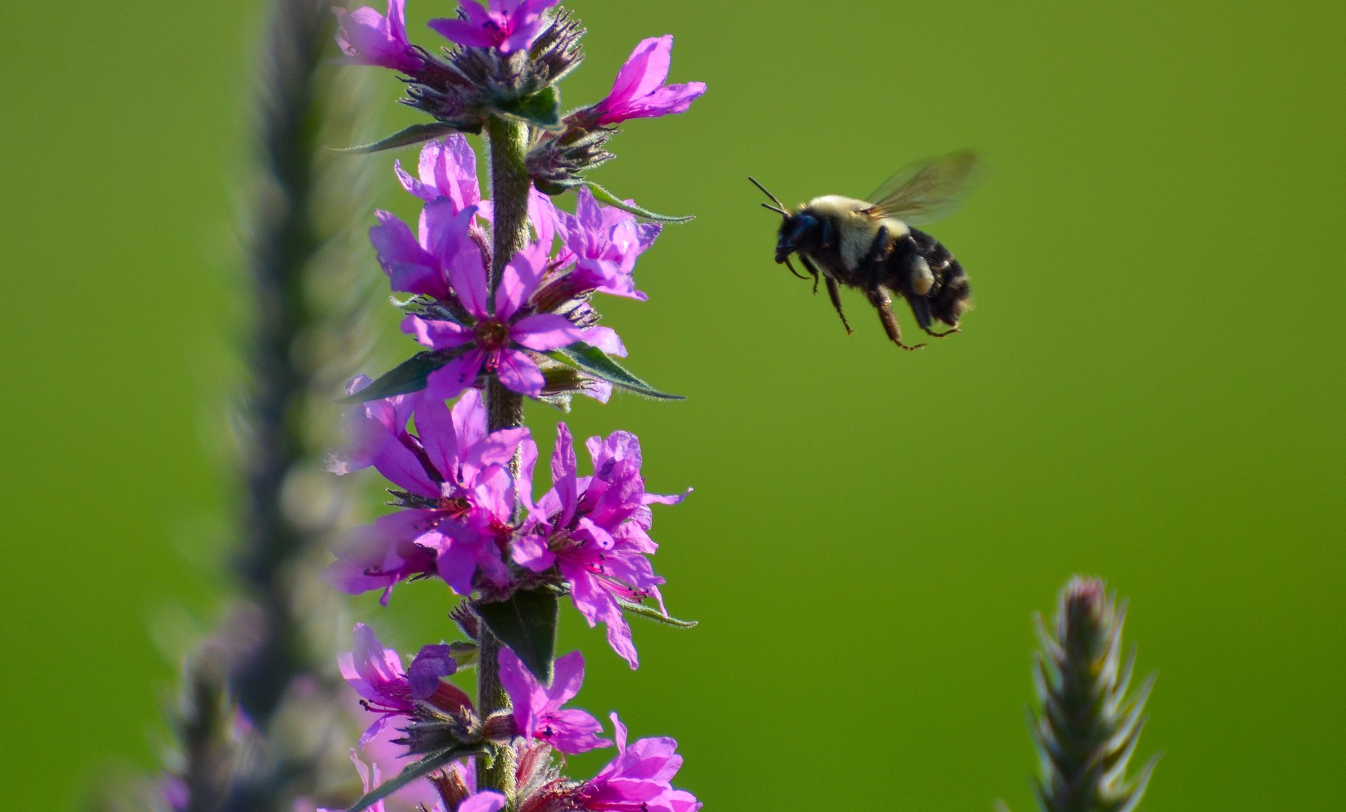 plant flower insect bumblebee bee