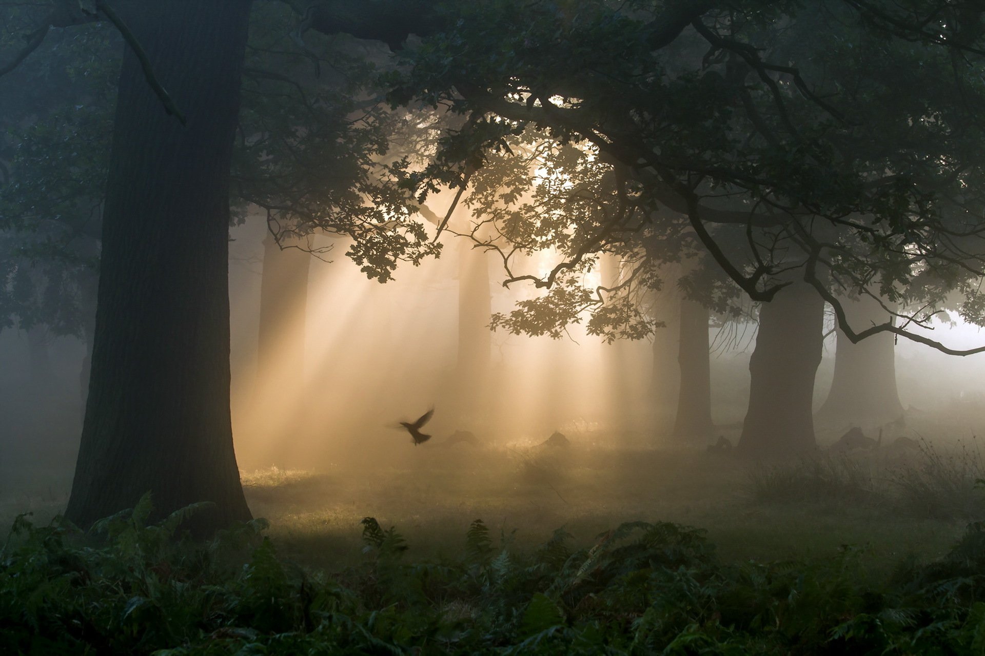 mañana niebla luz