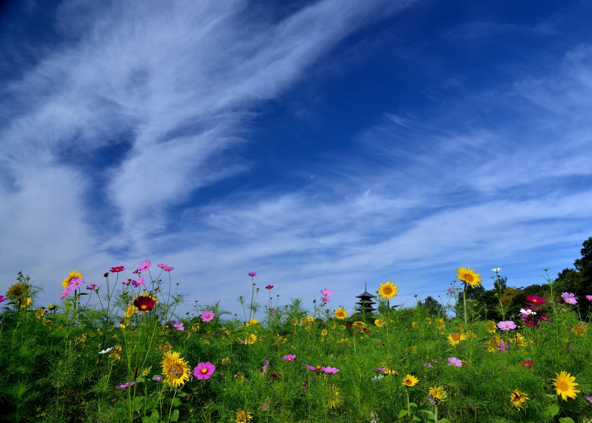 bitchu kokubunji temple okayama japan weather flower sunflowers kosmeya sky