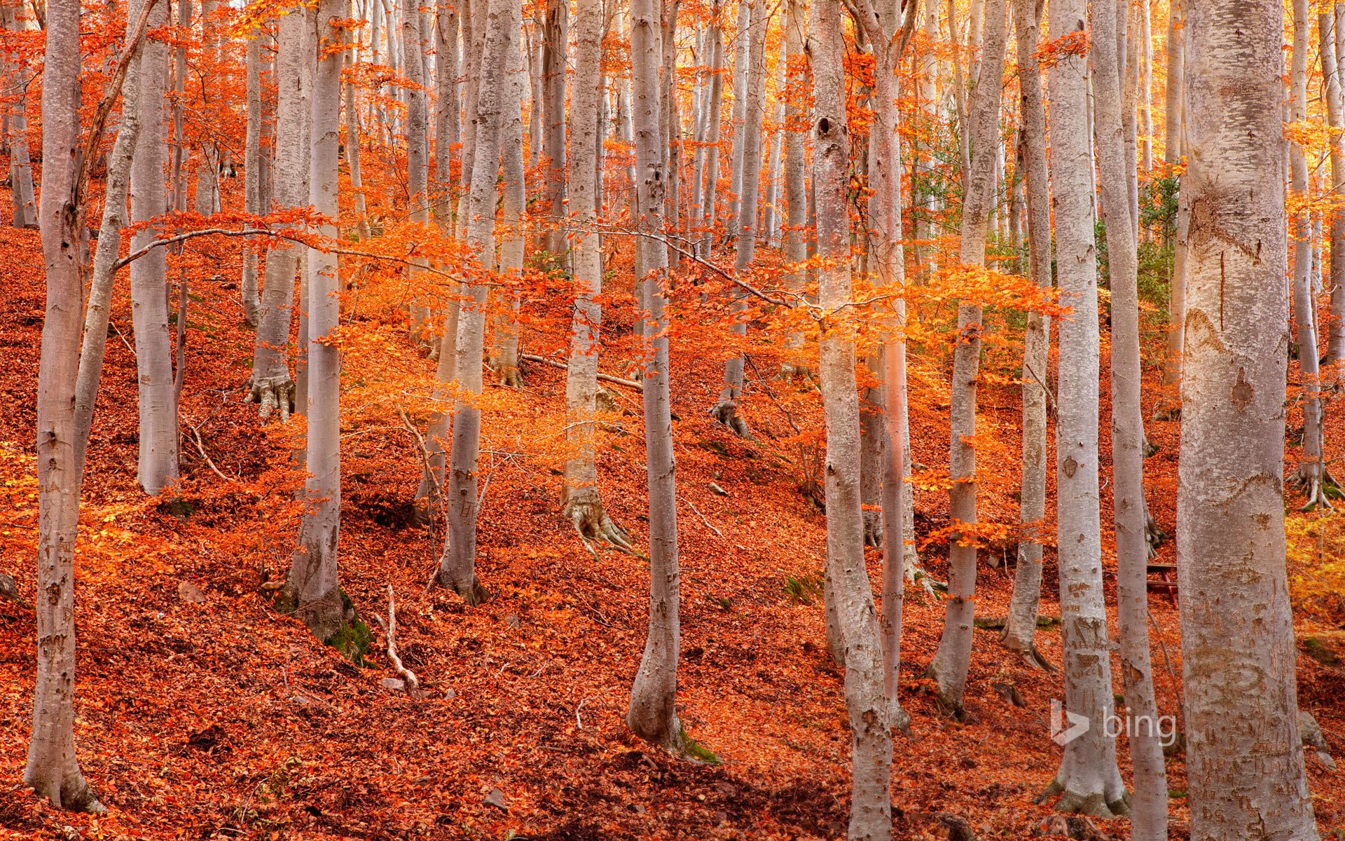 park przyrody dehesa de moncayo saragossa hiszpania drzewa osika zbocze liście jesień