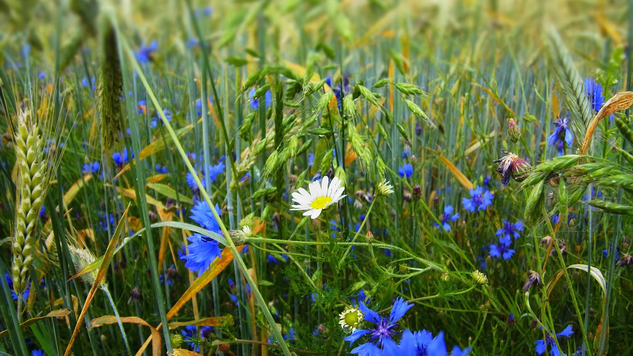 herbe champ prairie fleurs camomille