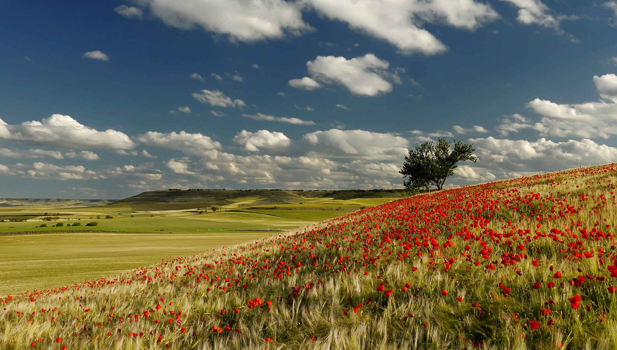 ciel nuages collines champ arbres pré fleurs coquelicots