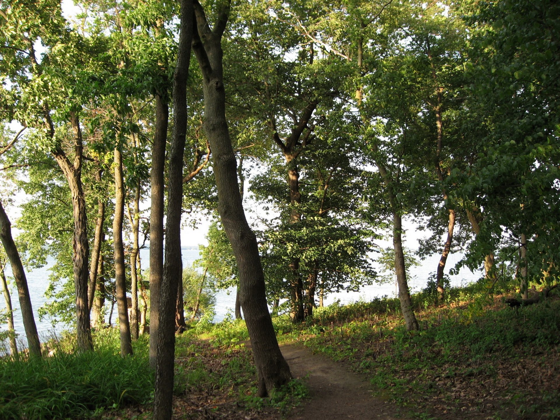 natura alberi sentiero erba foto