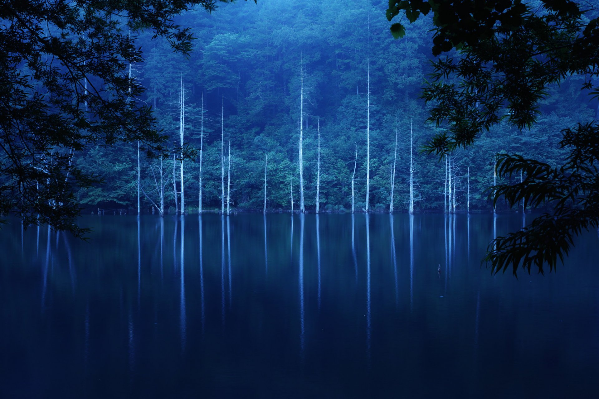 forest slope lake tree fog night