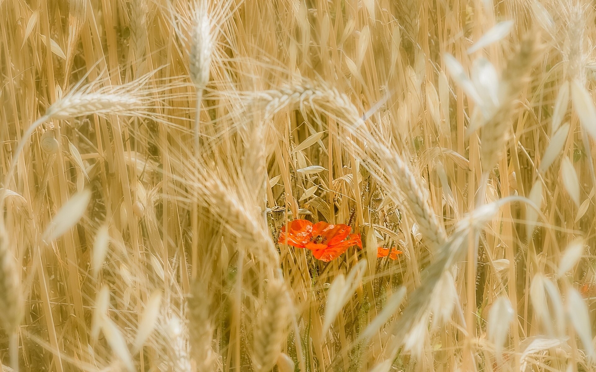 campo spighe papavero fiore