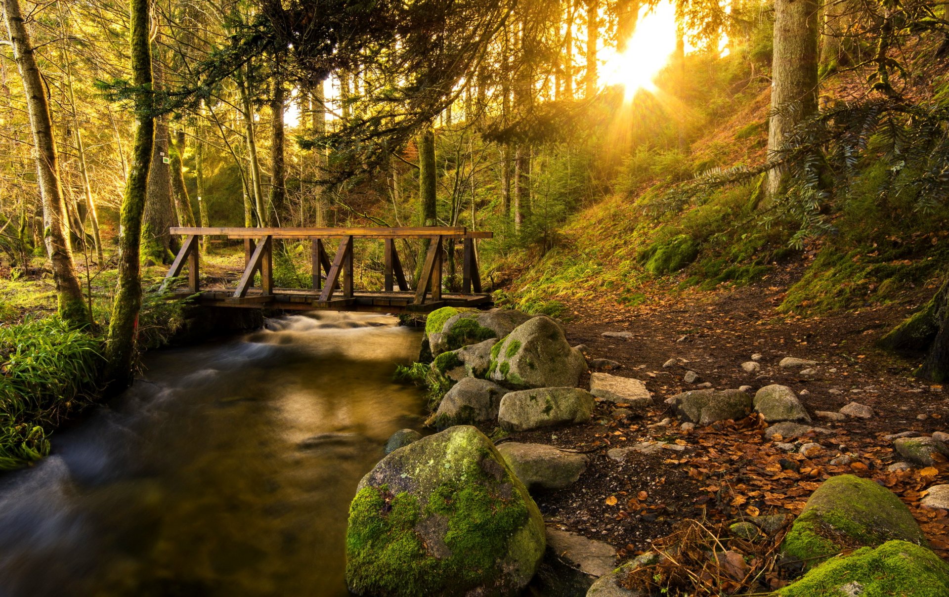 wald bäume weg brücke bach steine sonne