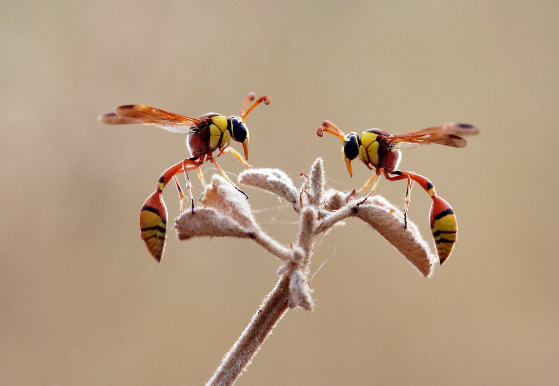 pianta insetto vespa macro