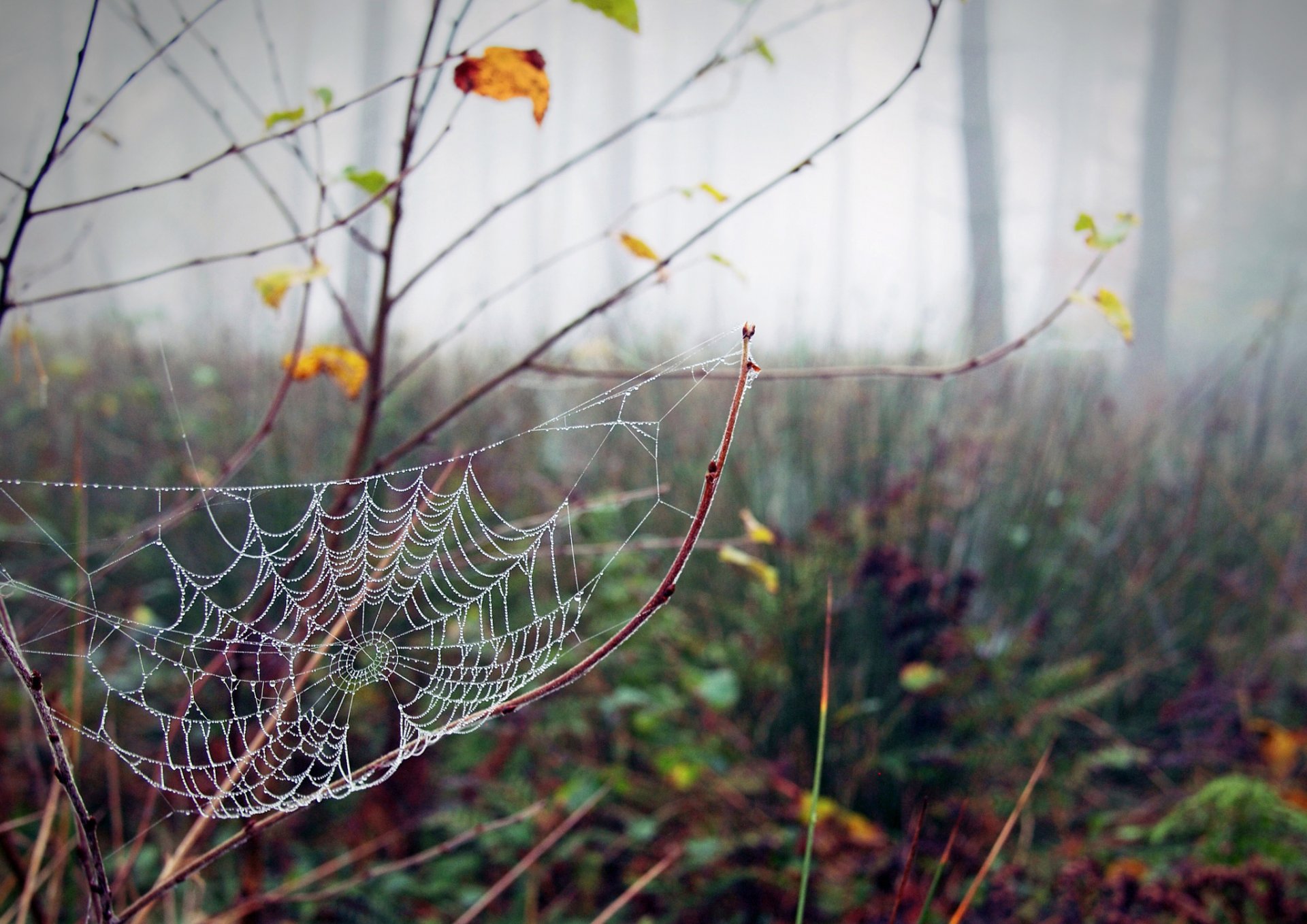 spinnennetz tau herbst